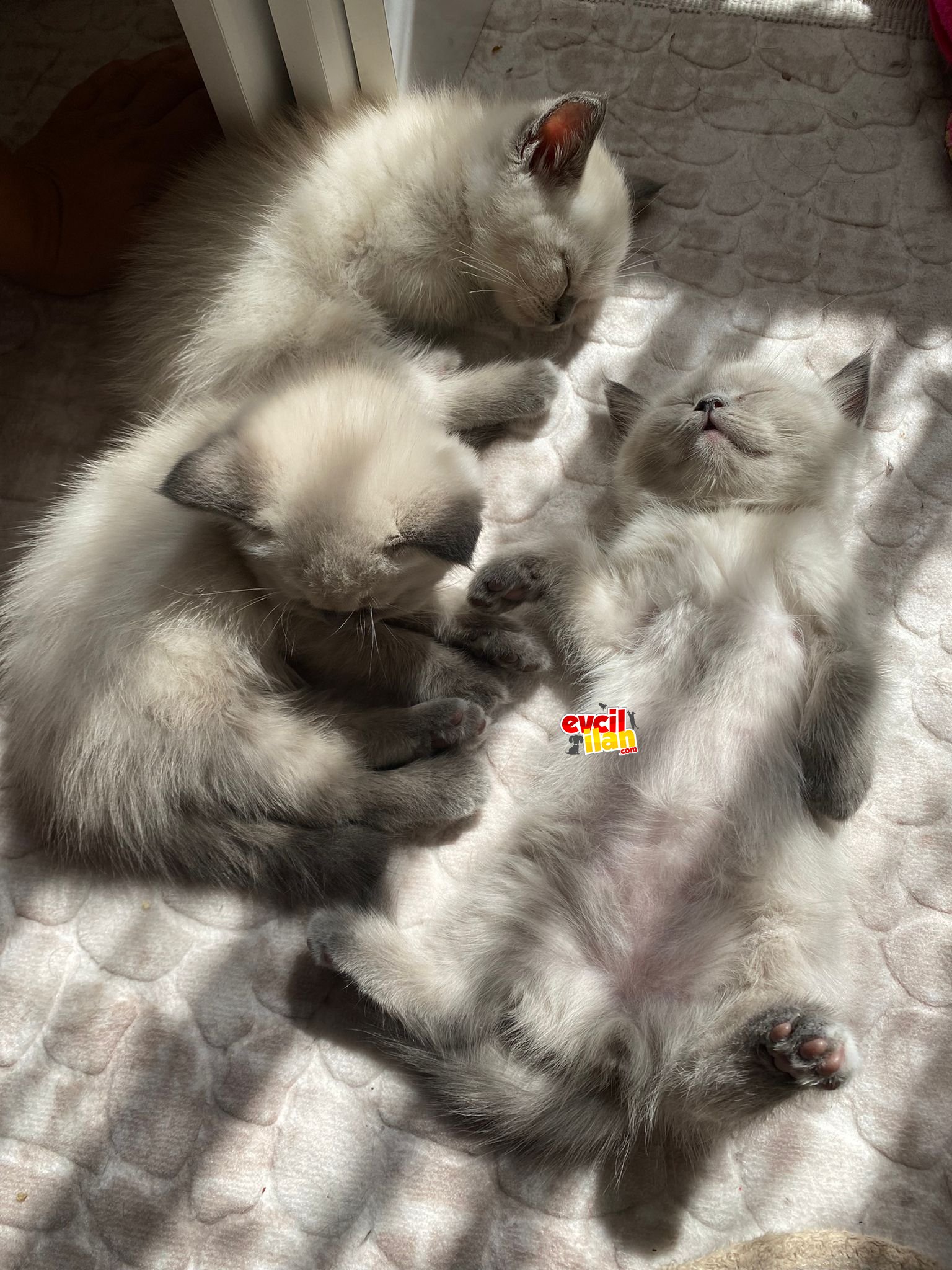 4 tane yavru kedilerimizz
