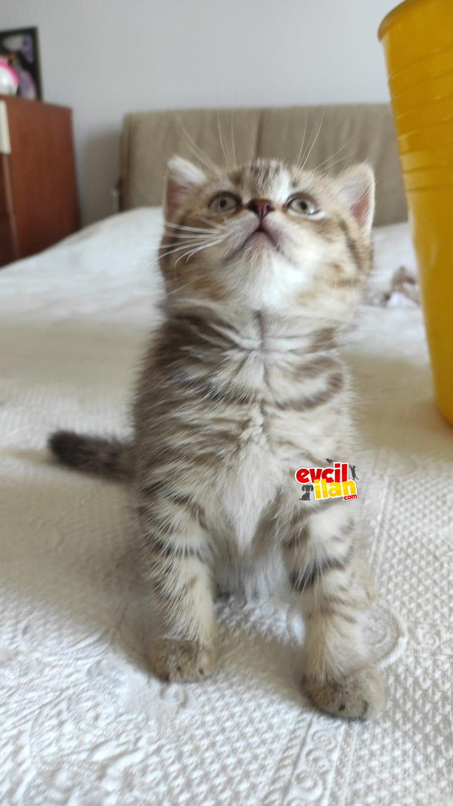 4 temmuz 2021 doğumlu british short hair 
