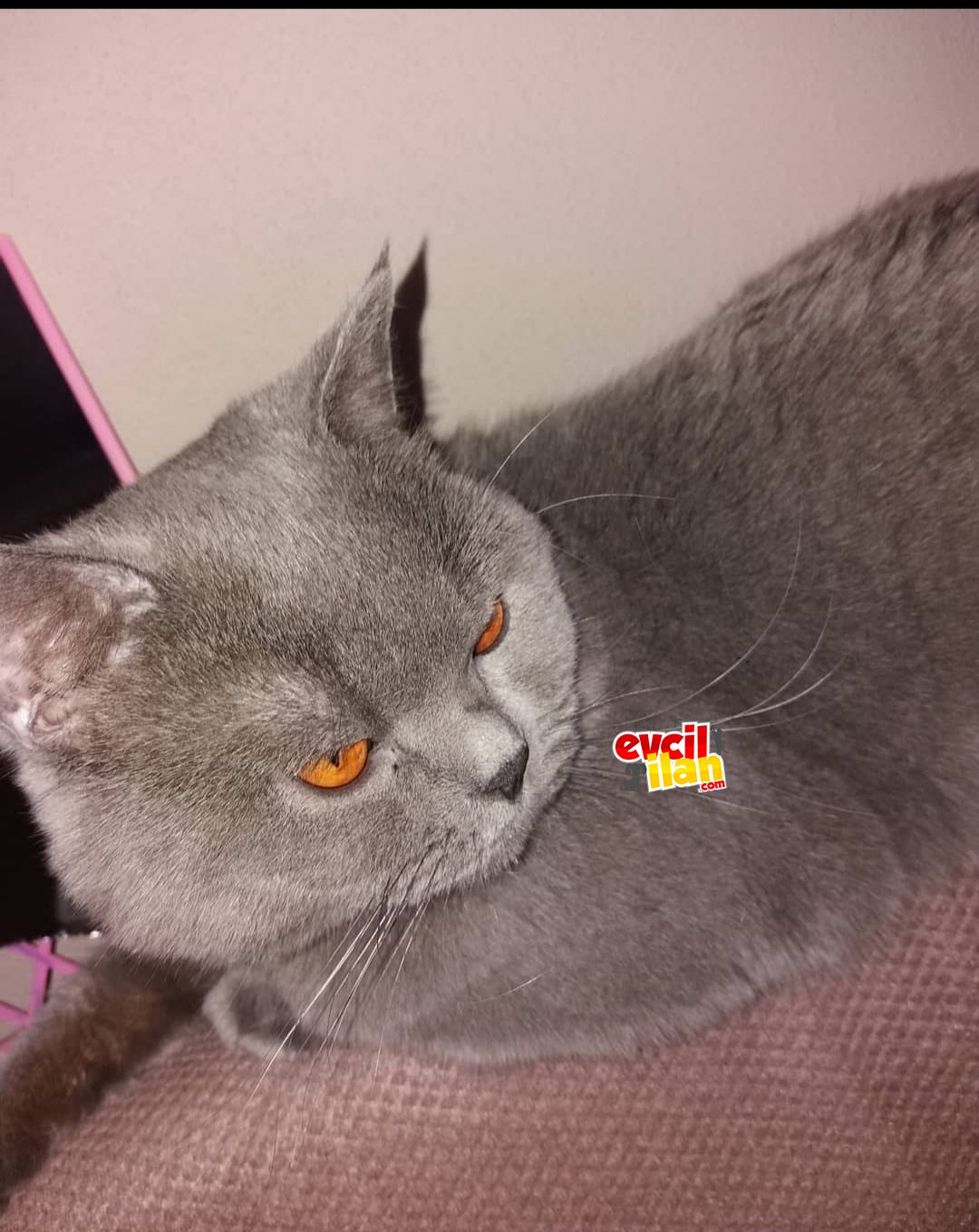 4 yasında erkek kısırlastırılmamıs 