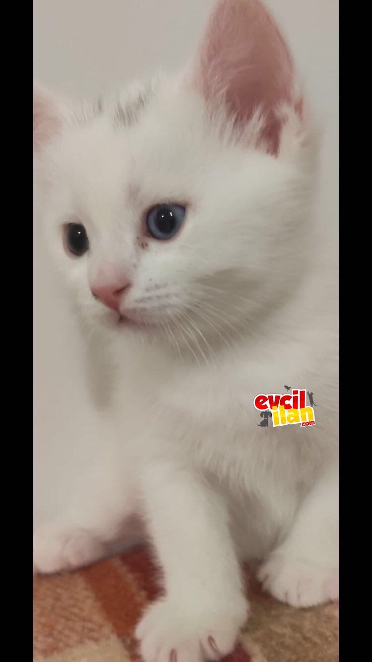 40 günlük beyaz yavrumuza yuva olmak ister misin ?