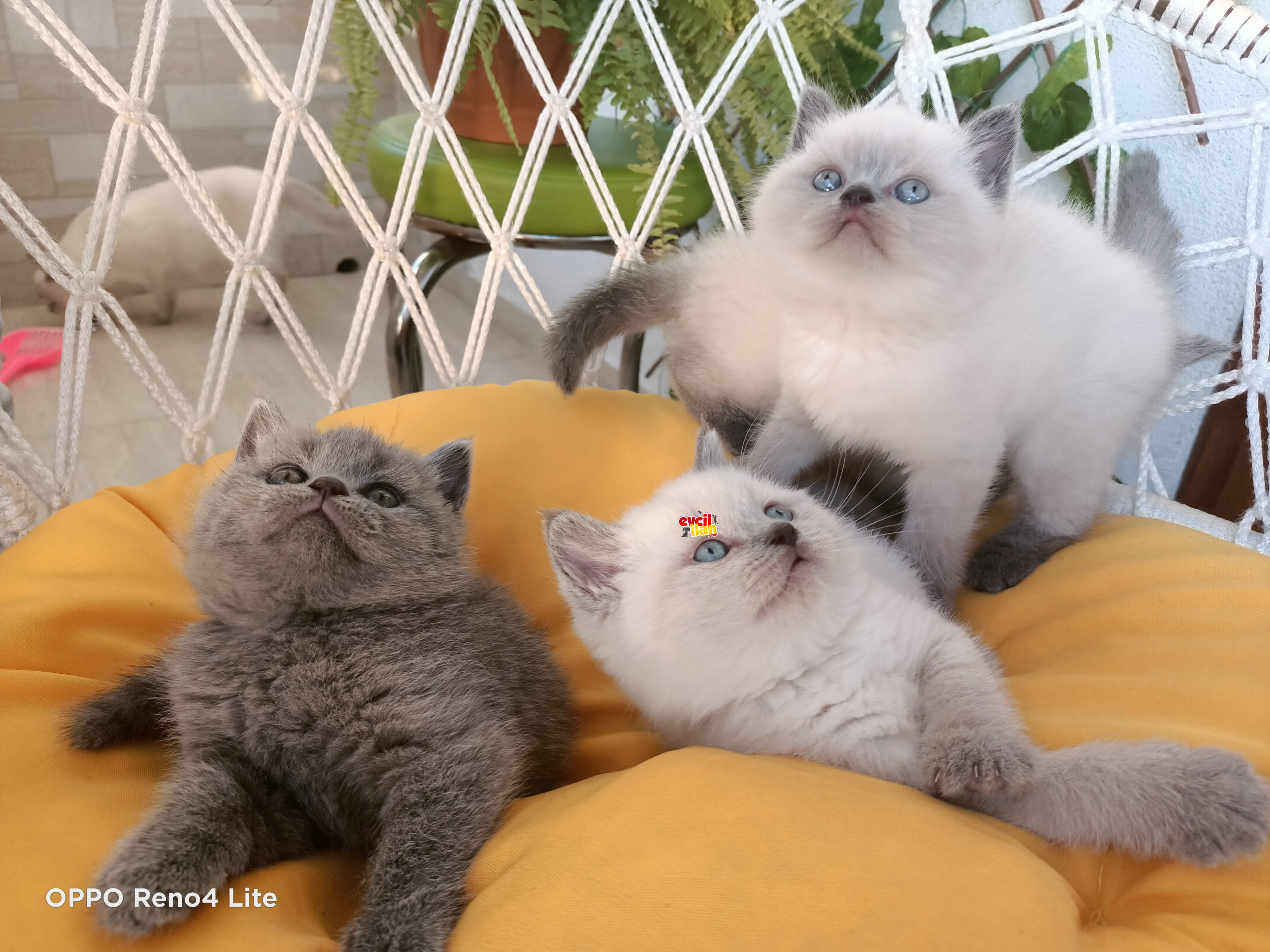 40 günlük British shorthair Blue Point top kafa erkek yavrular