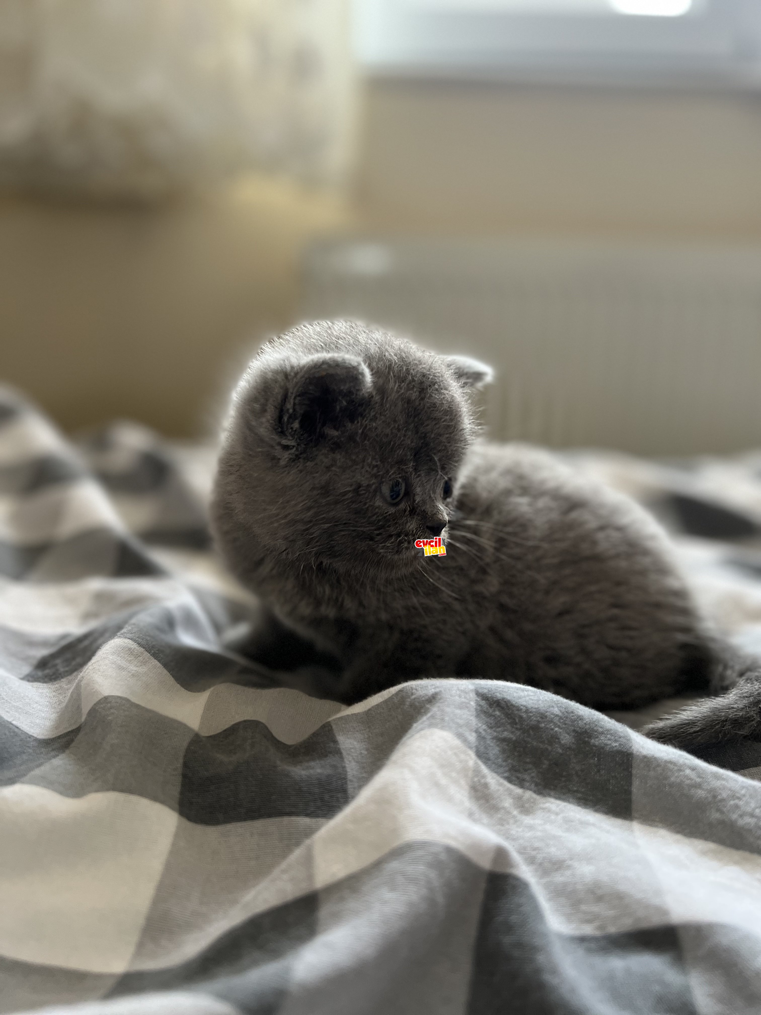 40 GÜNLÜK EĞİTİMLİ PONÇİK