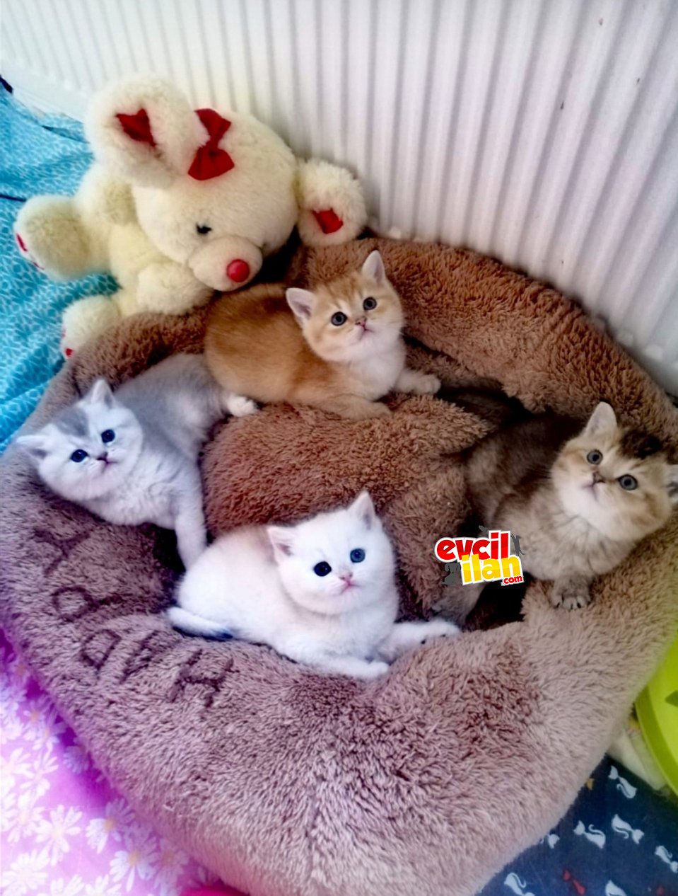 40 günlük N25 british shorthair ve british silver yavruları yavruları 