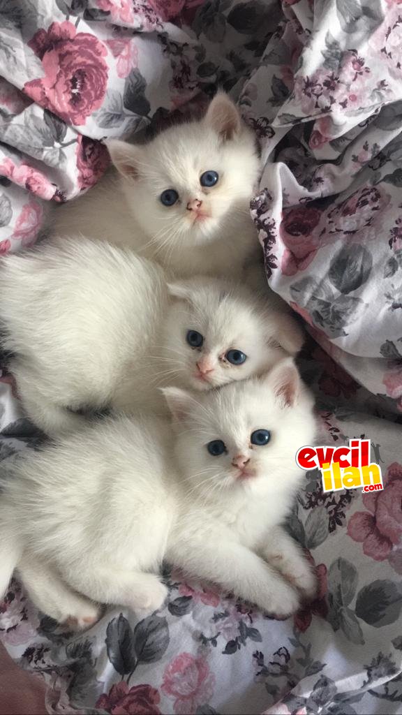 40 günlükler scr li yavrular 