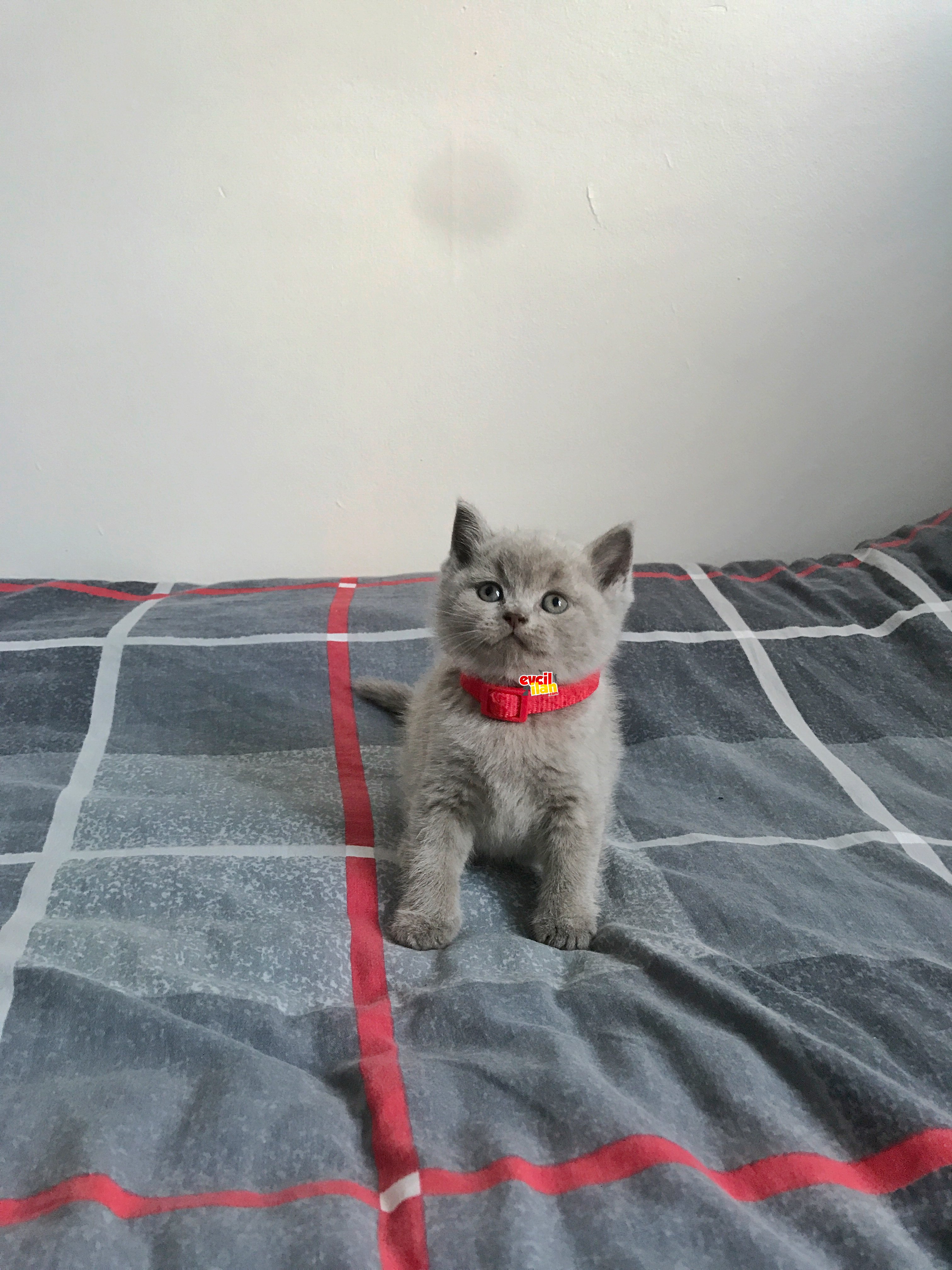 42 Günlük British Shorthair Erkek Ve Dişi Yavrularımız