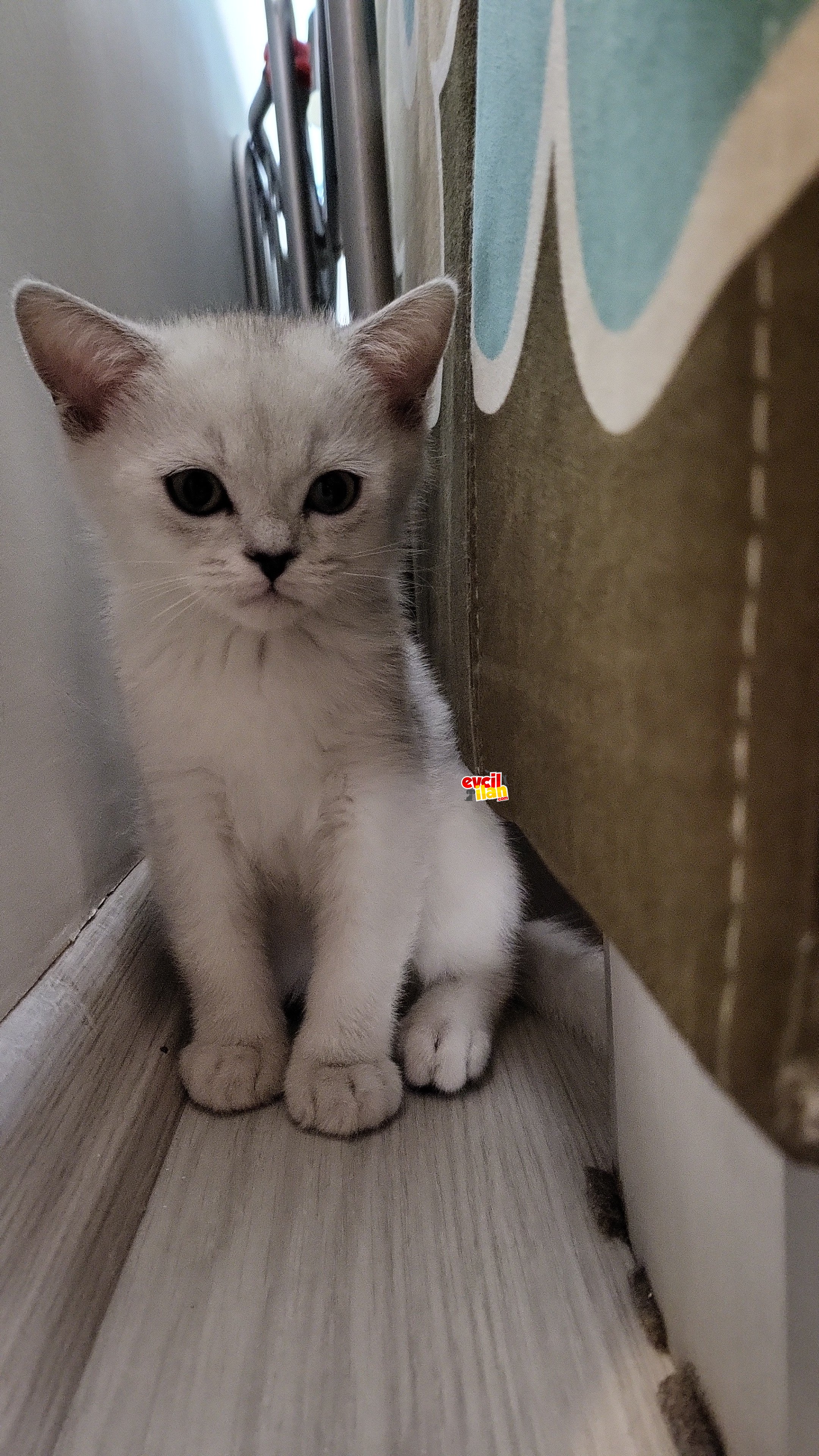 4,5 Aylık British Shorthair Silver