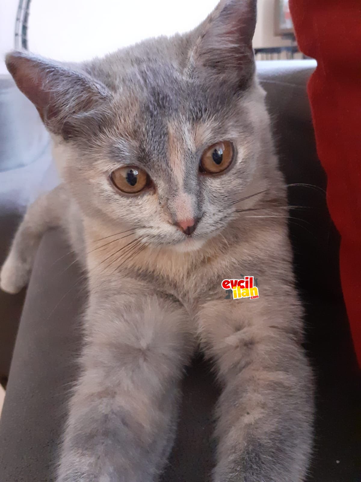 4.5 aylık british shorthair