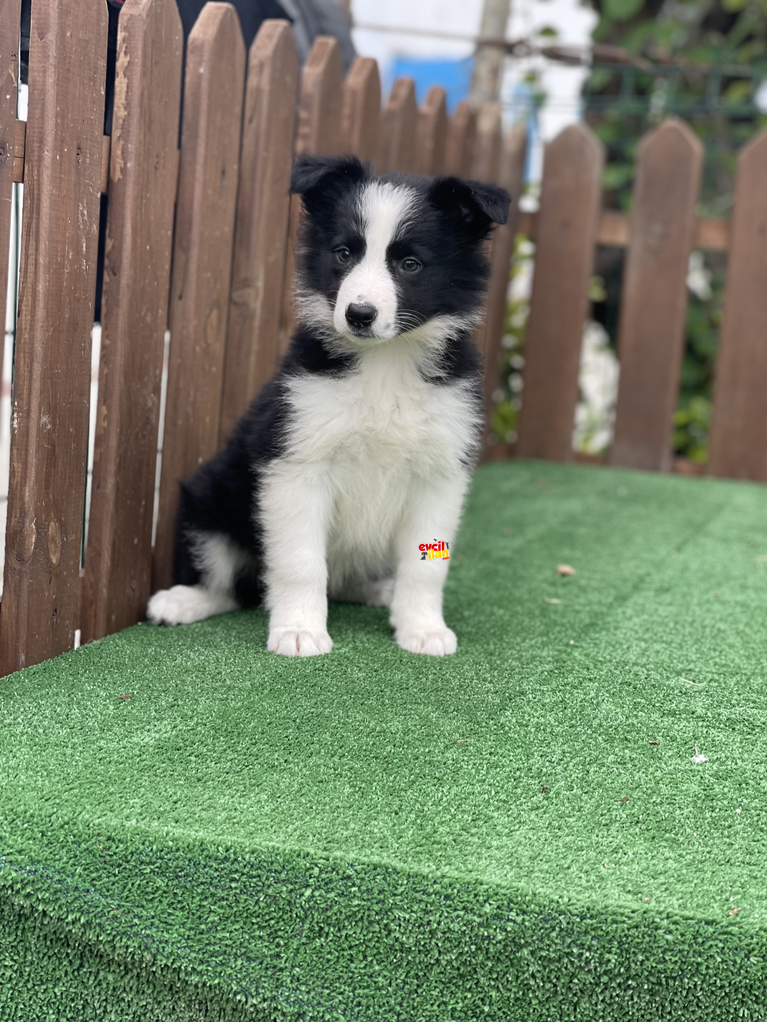 4.5 Aylik Disi Border Collie Yavrumuz