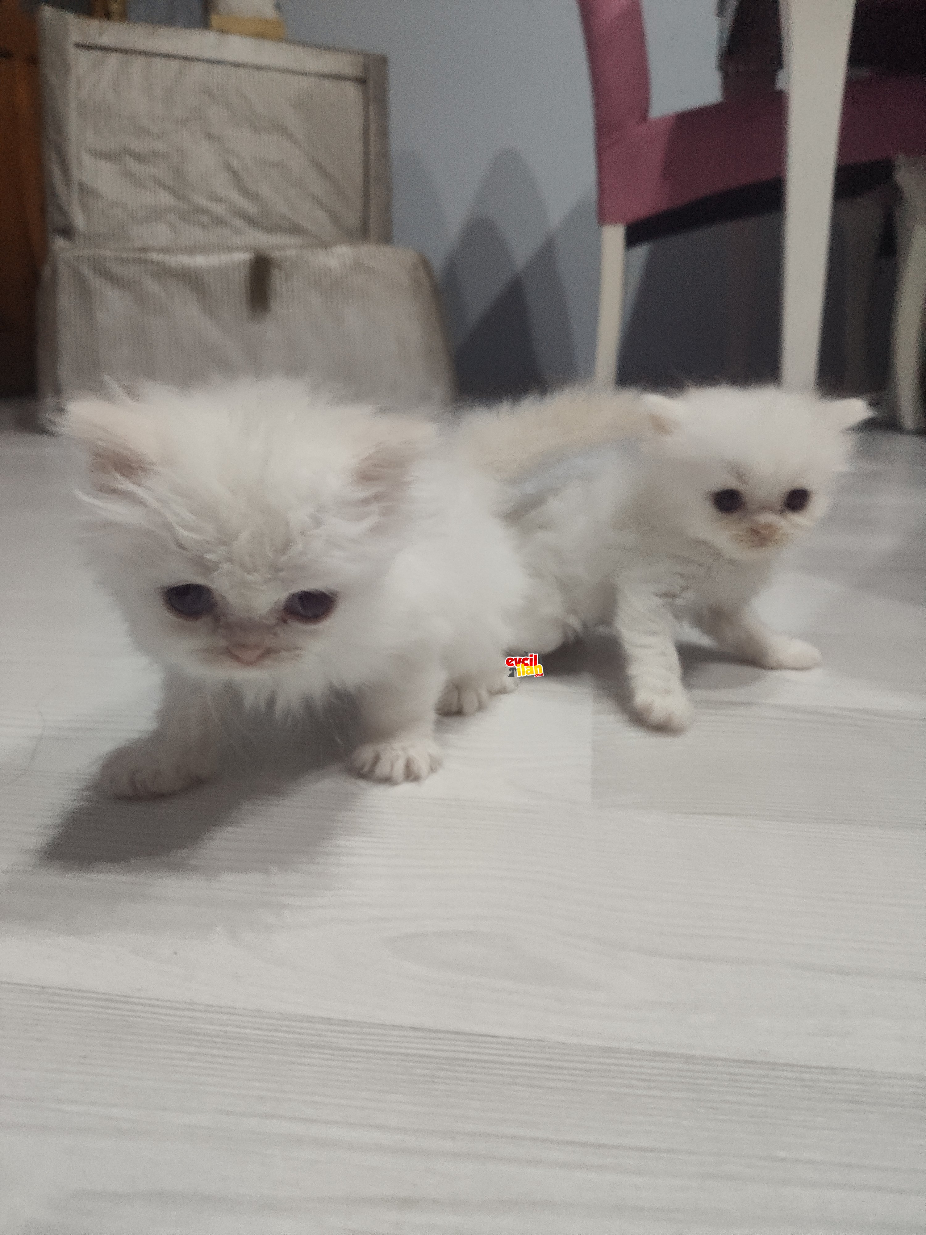 45 Günlük Chinchilla Yavrularımız 