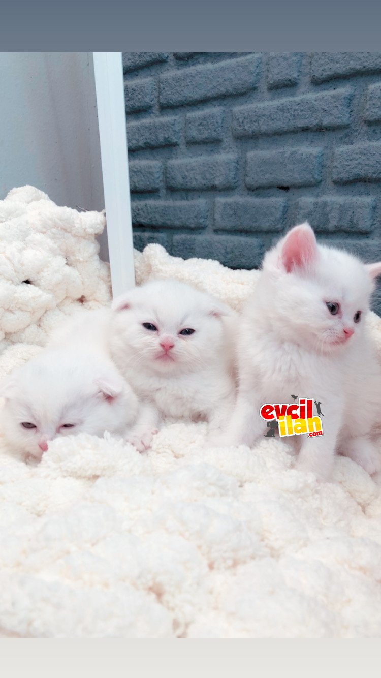 45 GÜNLÜK SAFKAN YAVRULAR