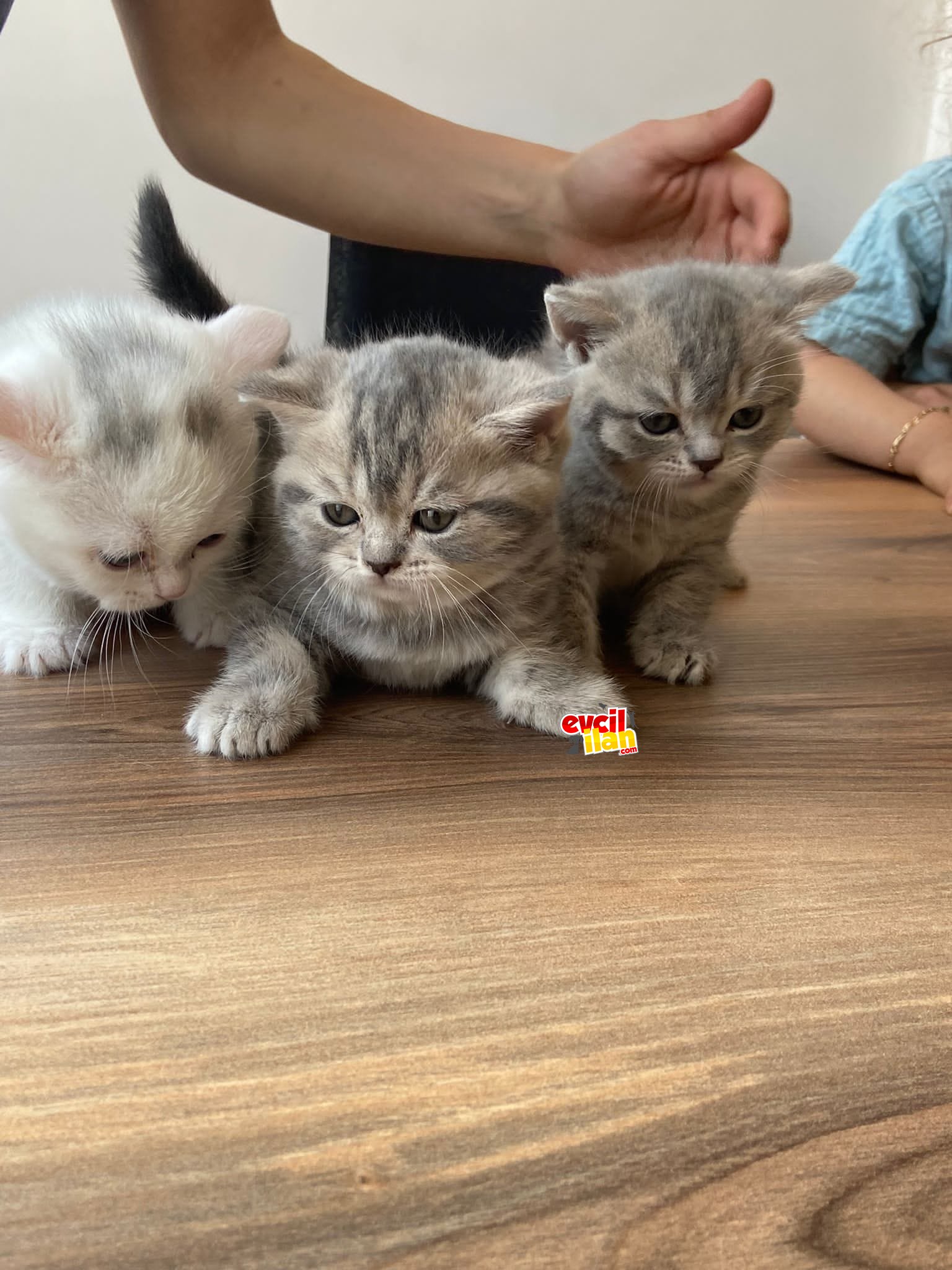 45günlük tabby silver yavrular