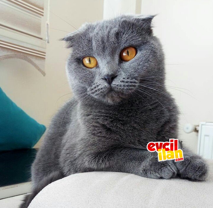 4yaşındaki scottish fold dişi 