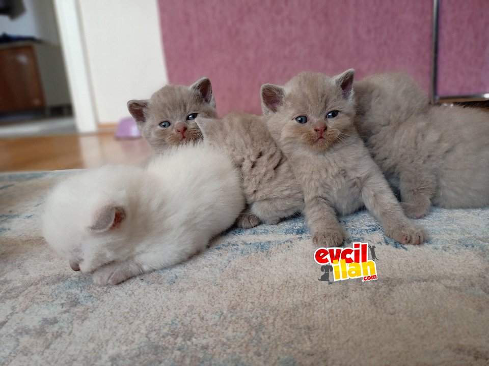 5 adet güzellik