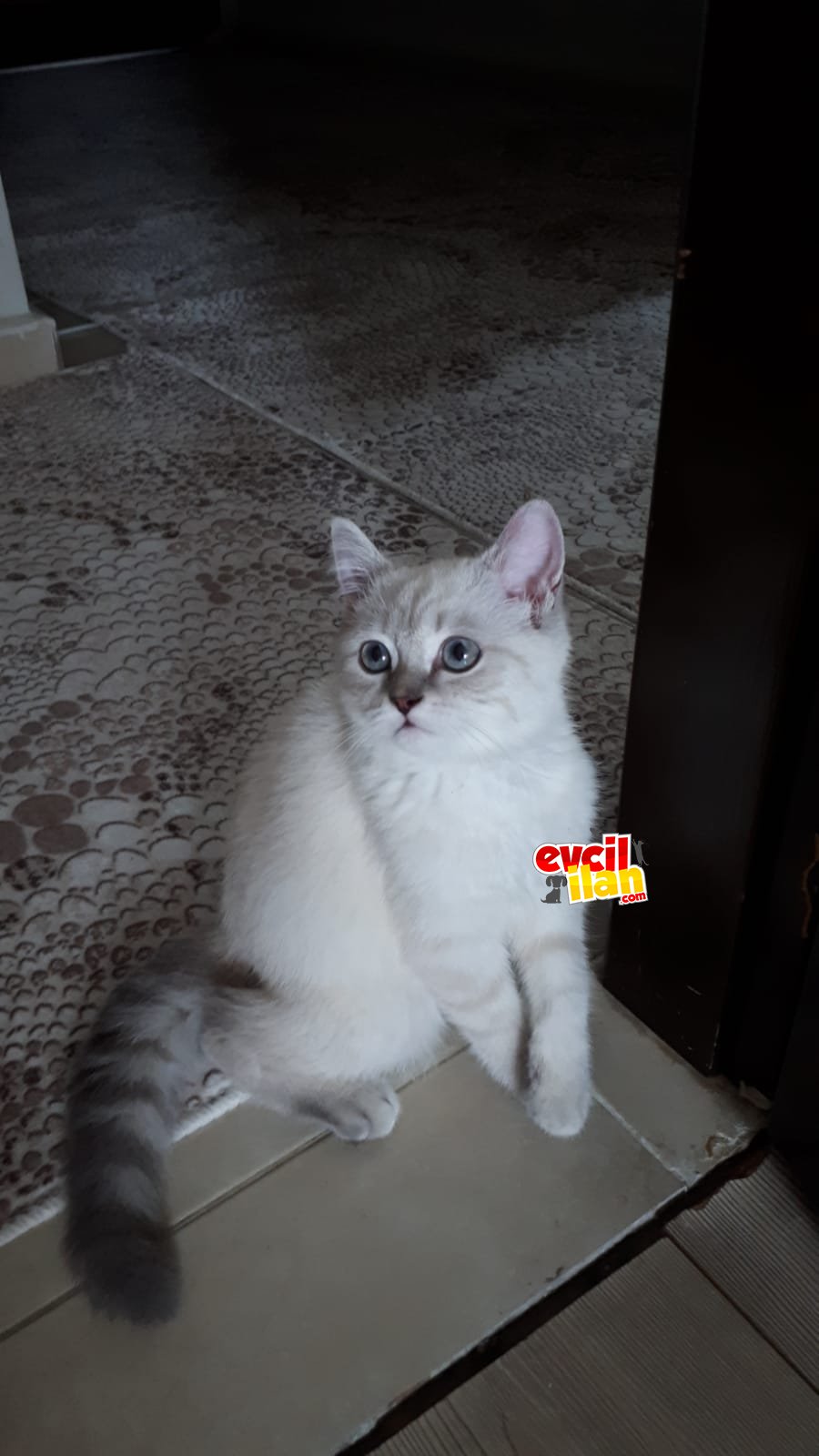 5 aylık beyaz mavi gözlü british shorthair