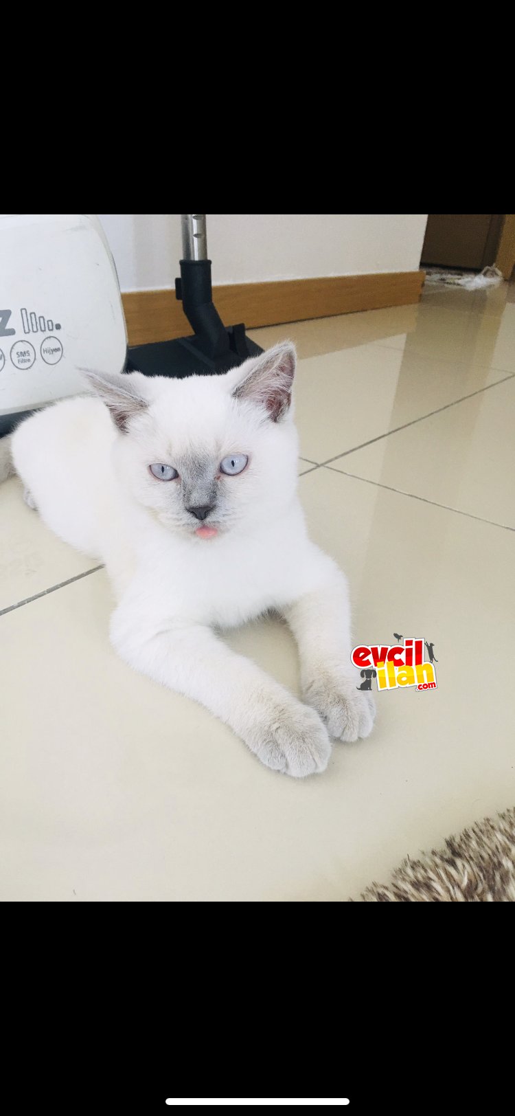 5 Aylık british blue point erkek
