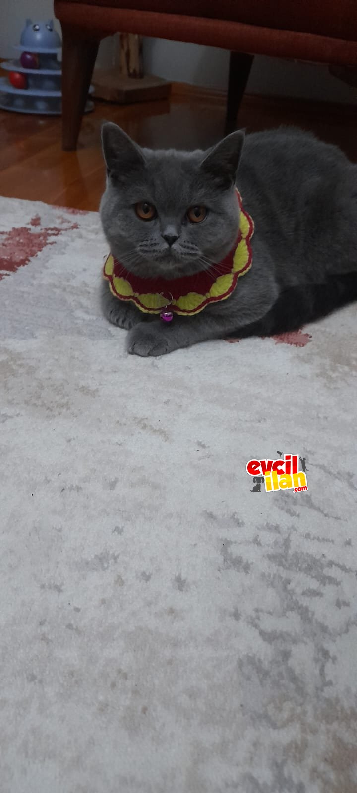 5 aylık çok tatlı british shorthair 