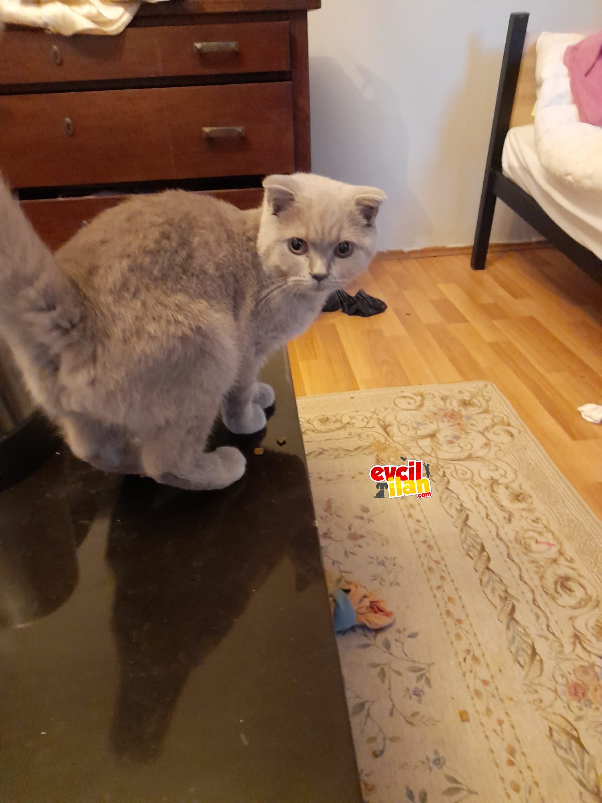 5 Aylık Dişi British