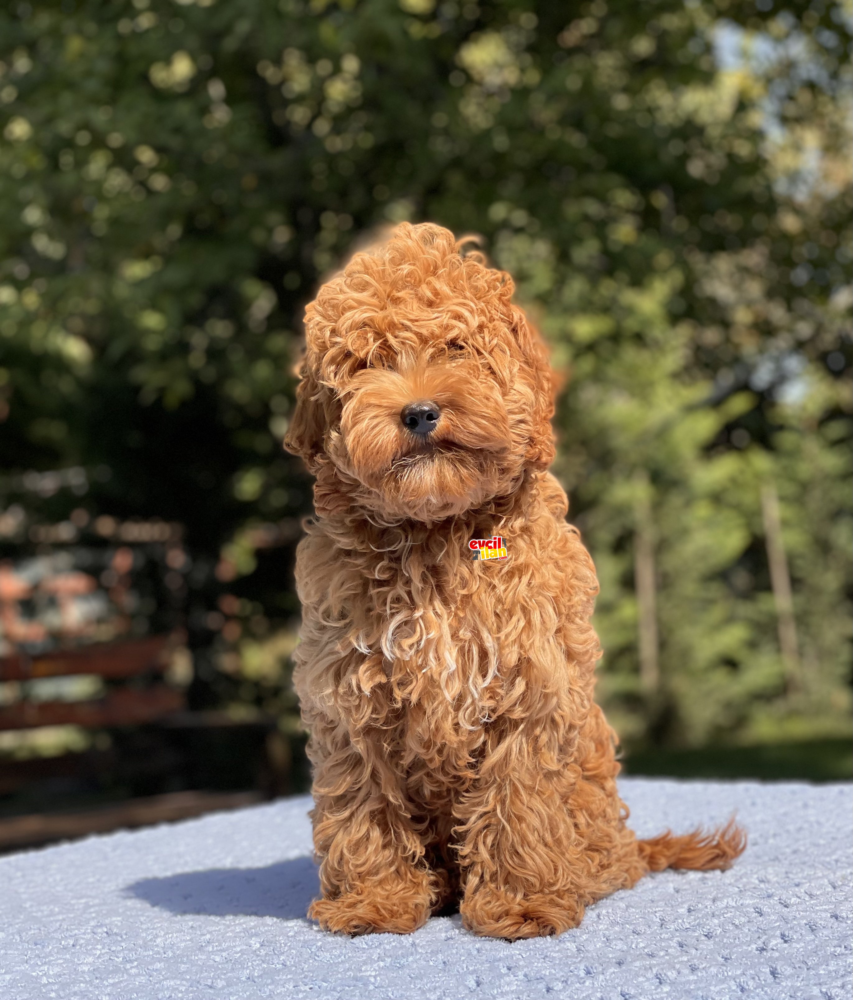 5 AYLIK DİŞİ MİNYATÜR POODLE 