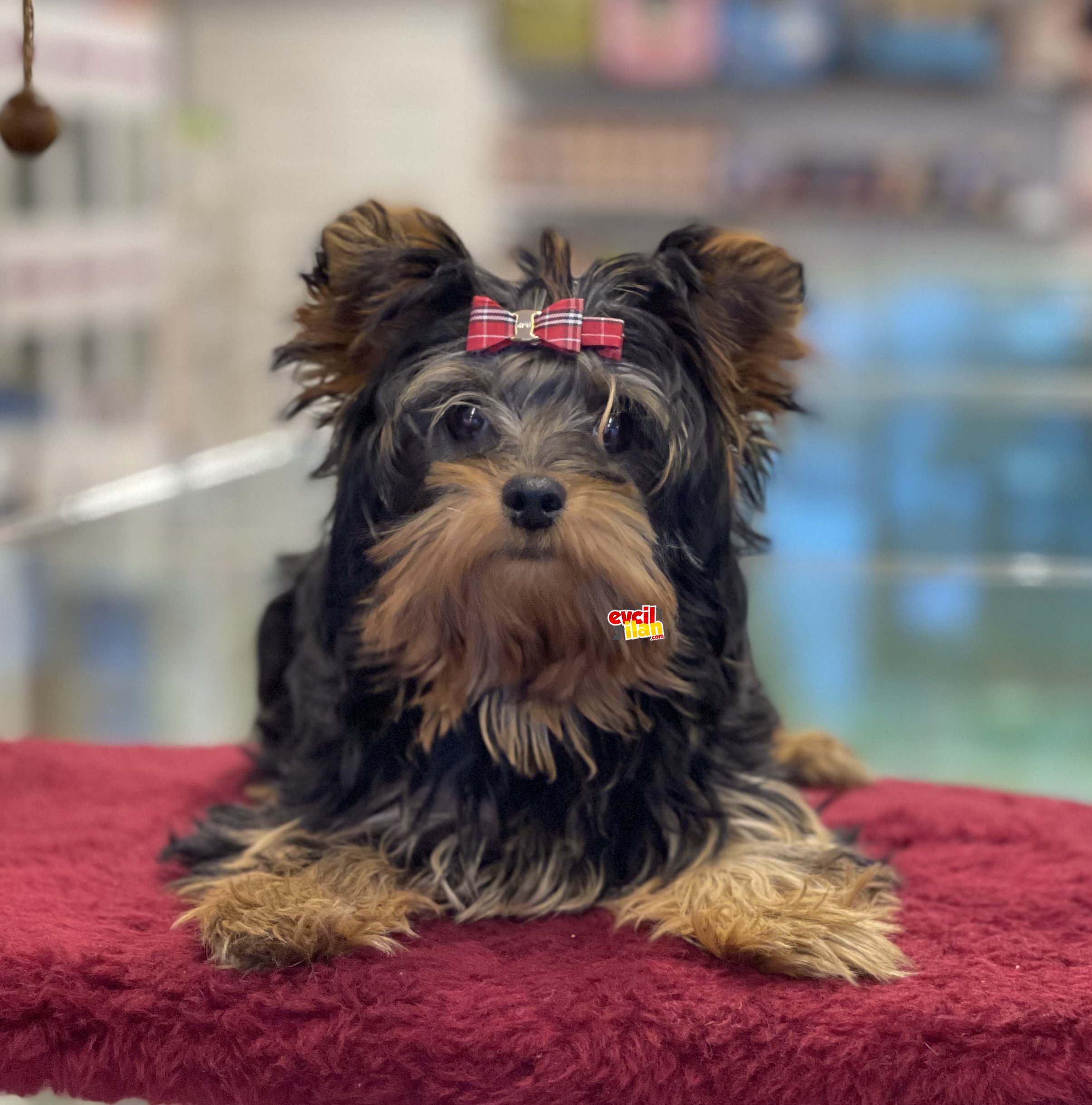 5 aylık dişi yorkshire terrier yavrumuz