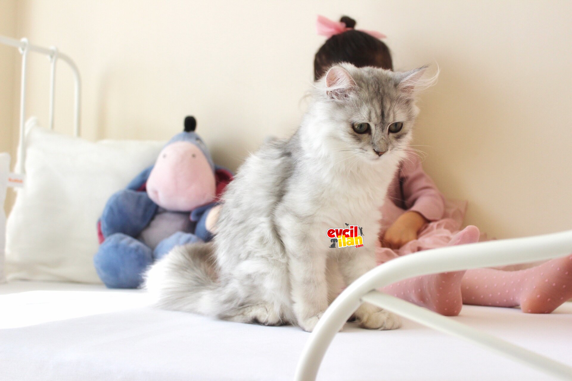 8 aylık erkek british longhair
