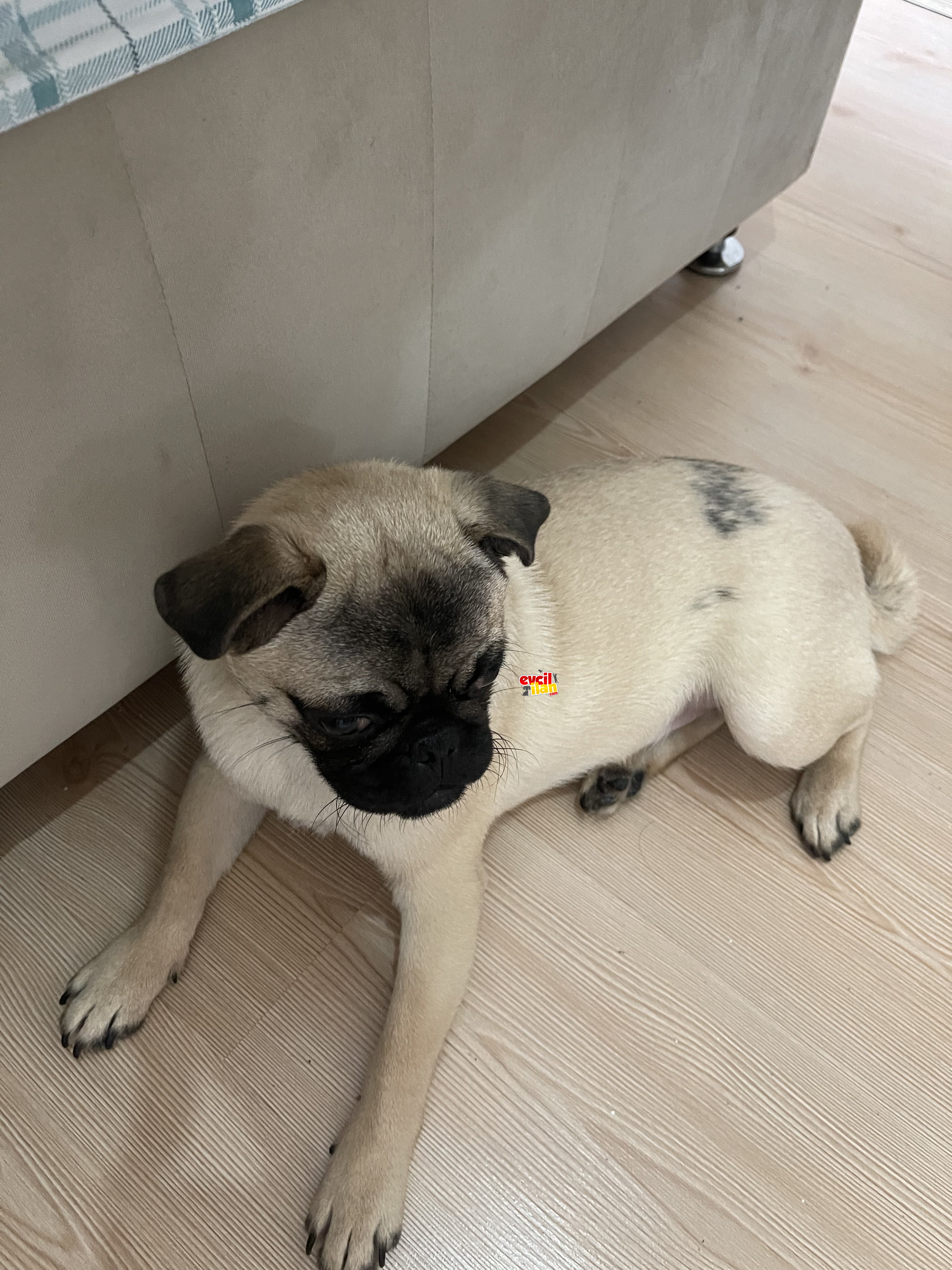 5 AYLIK ERKEK PUG MOPS