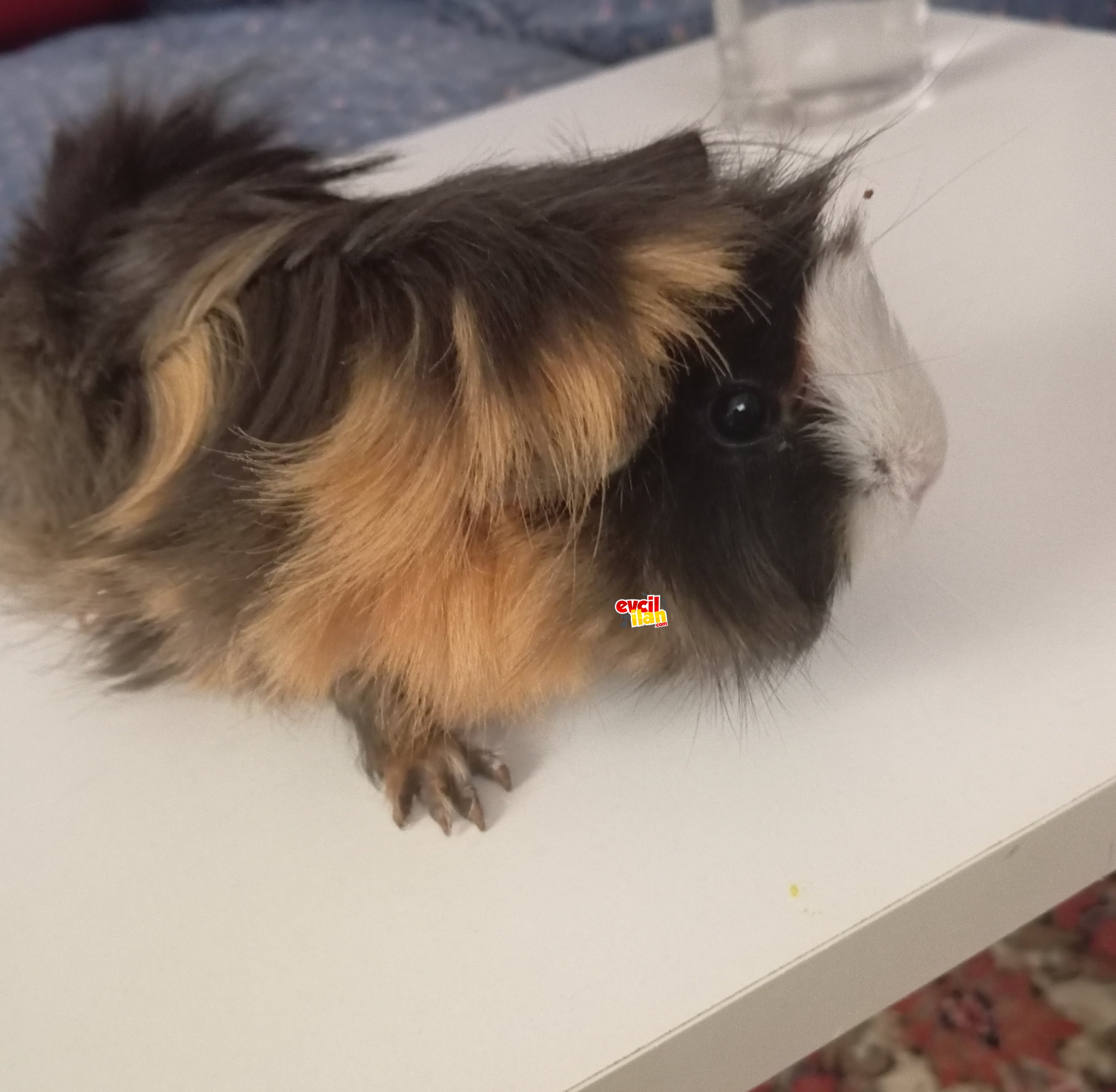 5 aylık ginepig yavru
