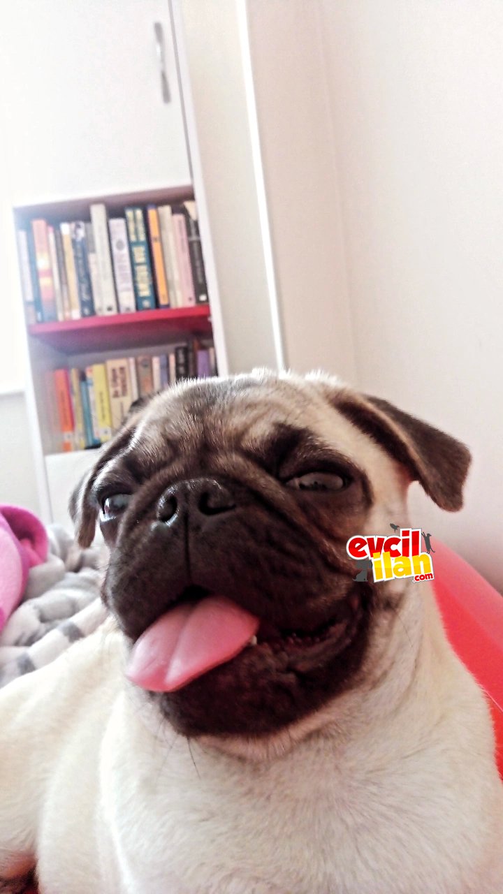 5 Aylık Yavru Pug