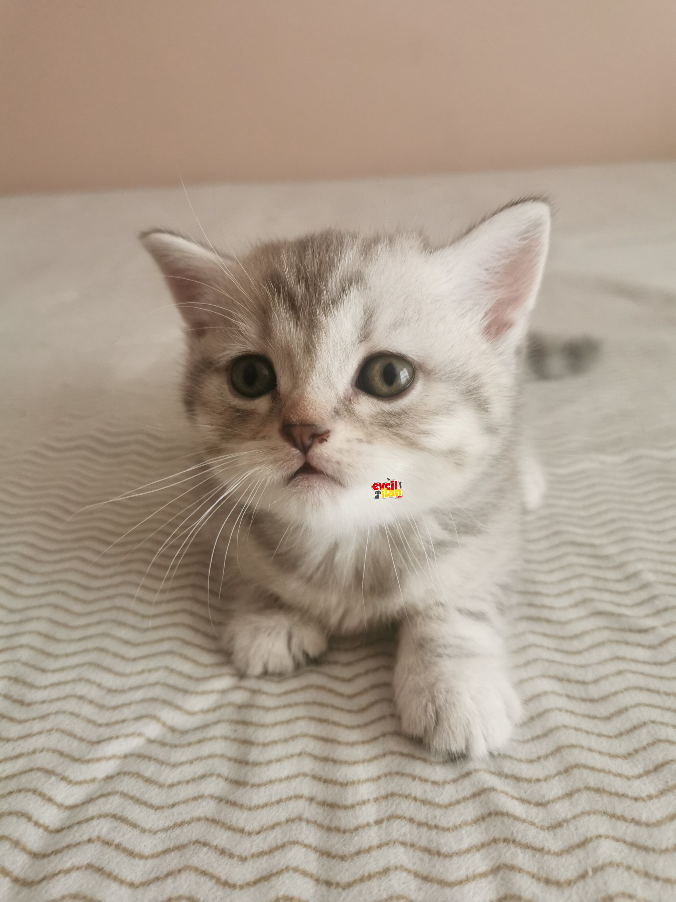 5 tane British Shorthair Yavrularımıza Sıcak Bir Yuva Arıyoruz 