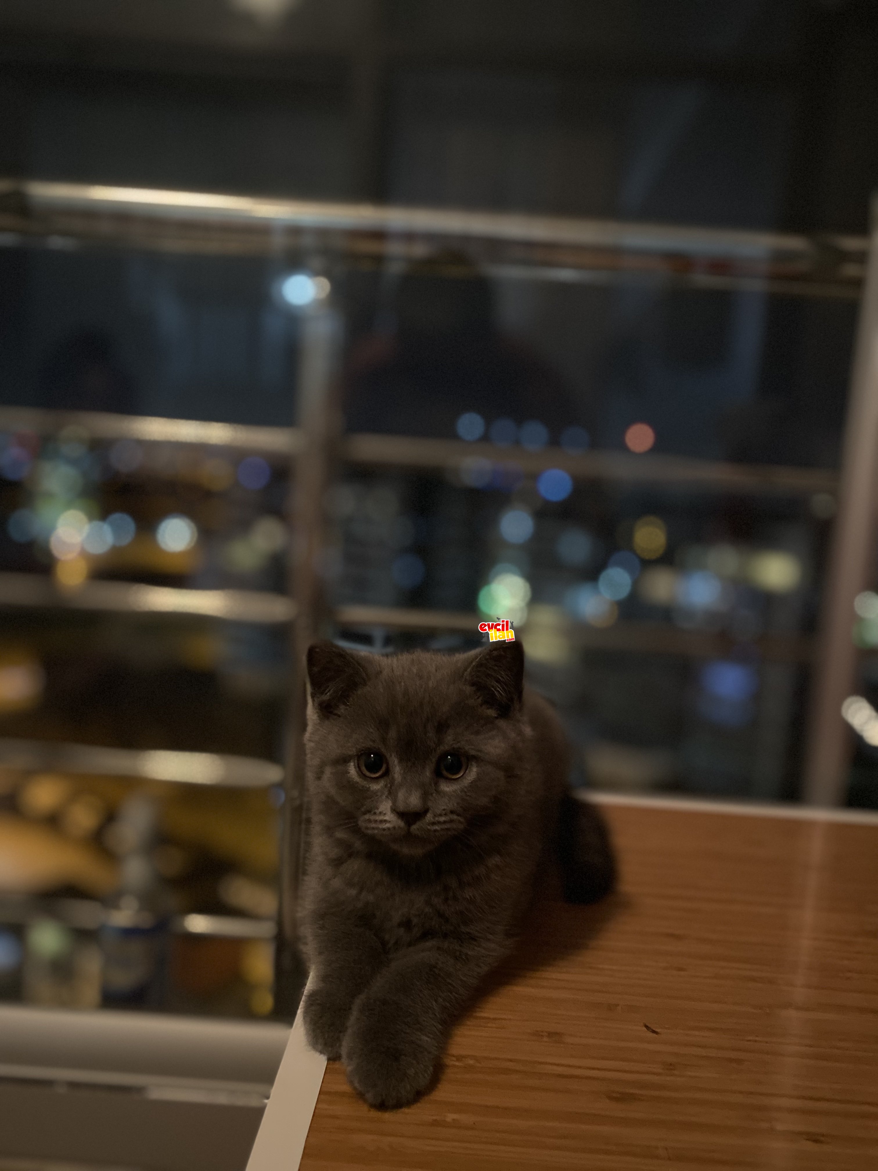 50 günlük british shorthair erkek 