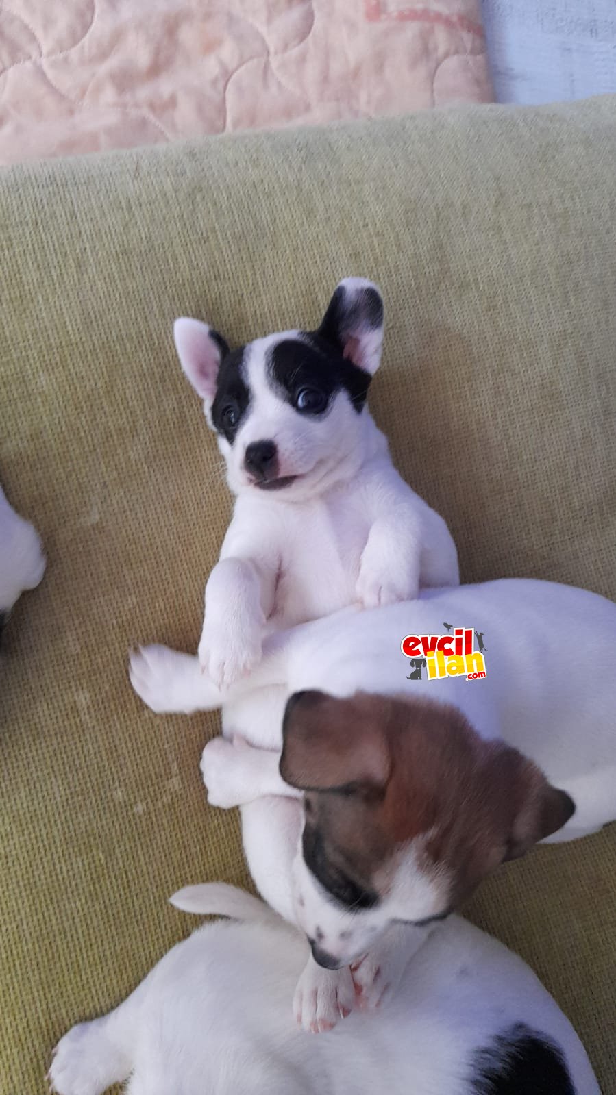 50 gunluk jack russel yavru siyah beyaz