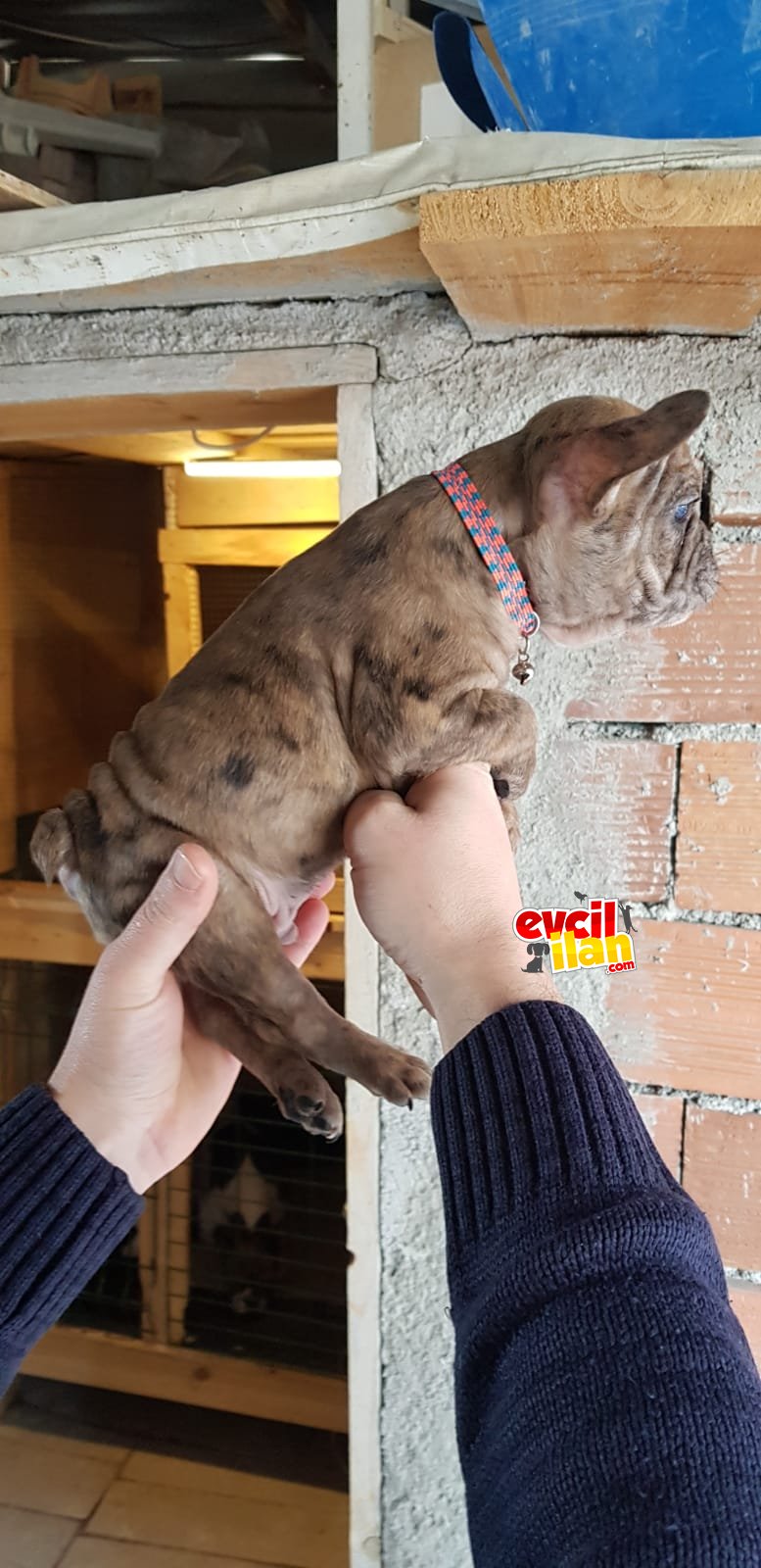 50 günlük son 3 yavru