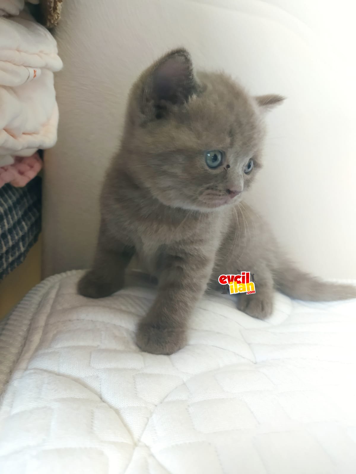 54 günlük safkan British shorthair yavrular
