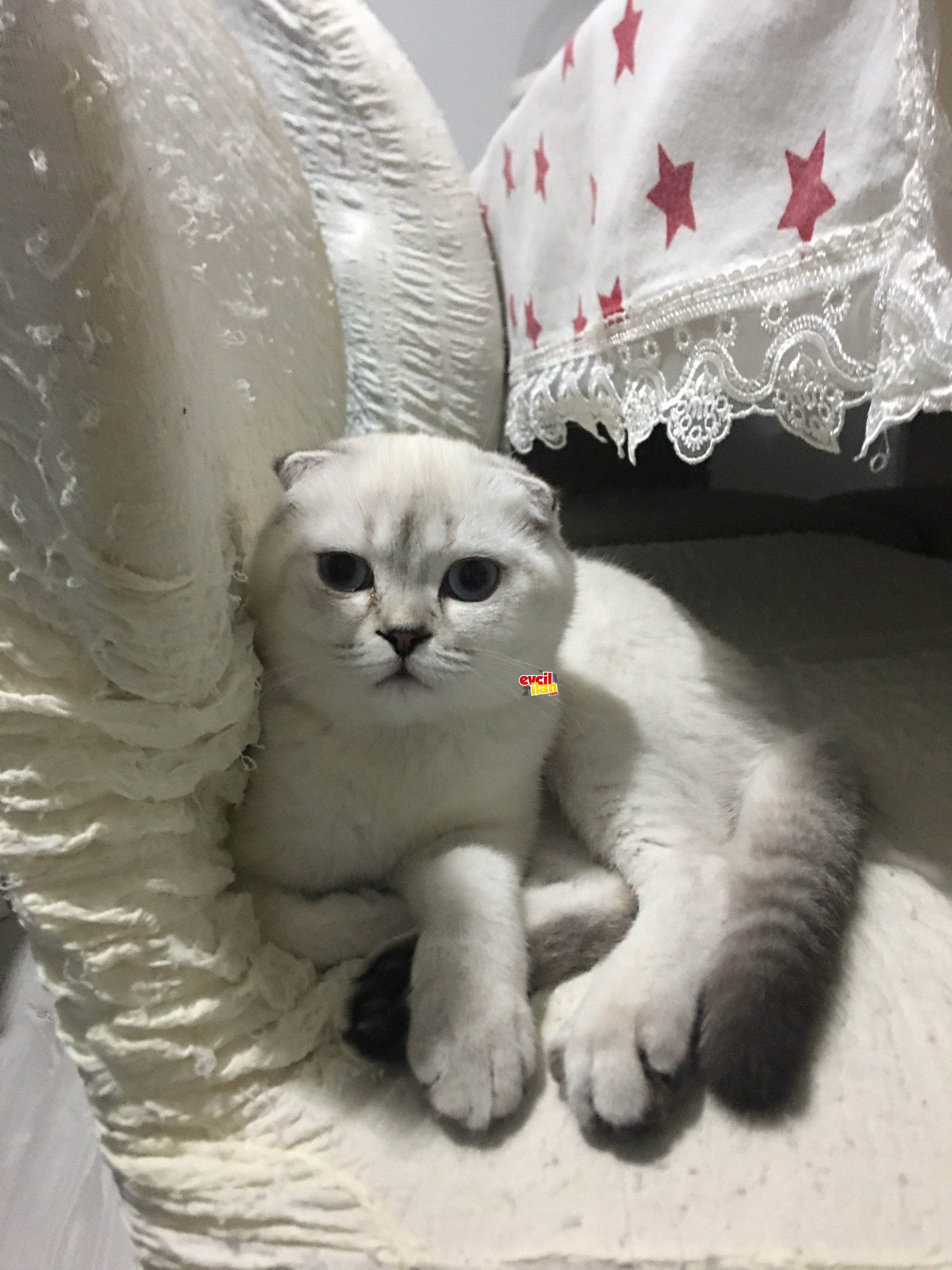 5,5 aylık dişi scottish fold 