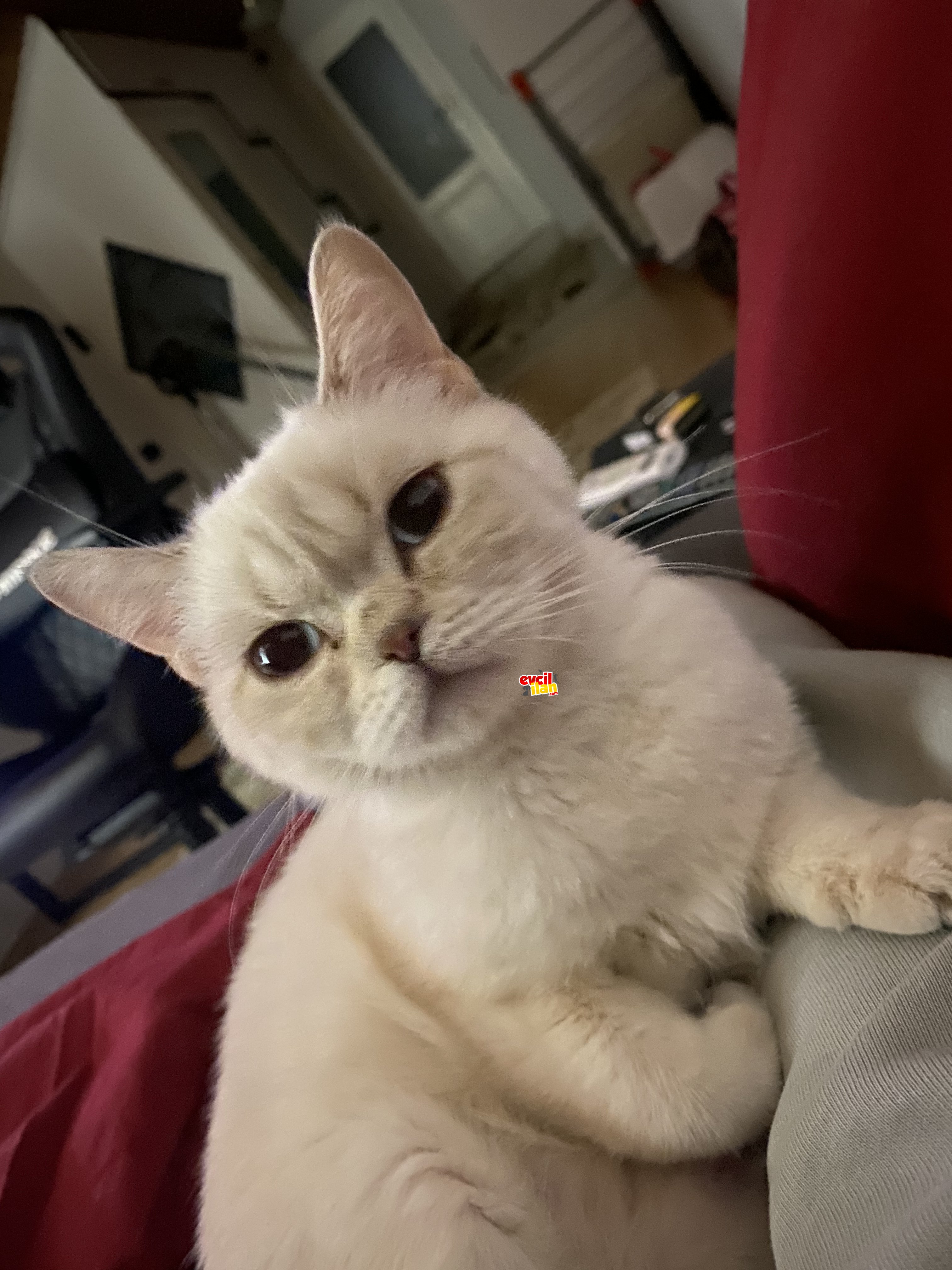 6 Aylık British Bluepoint kızımızı sahiplendiriyoruz