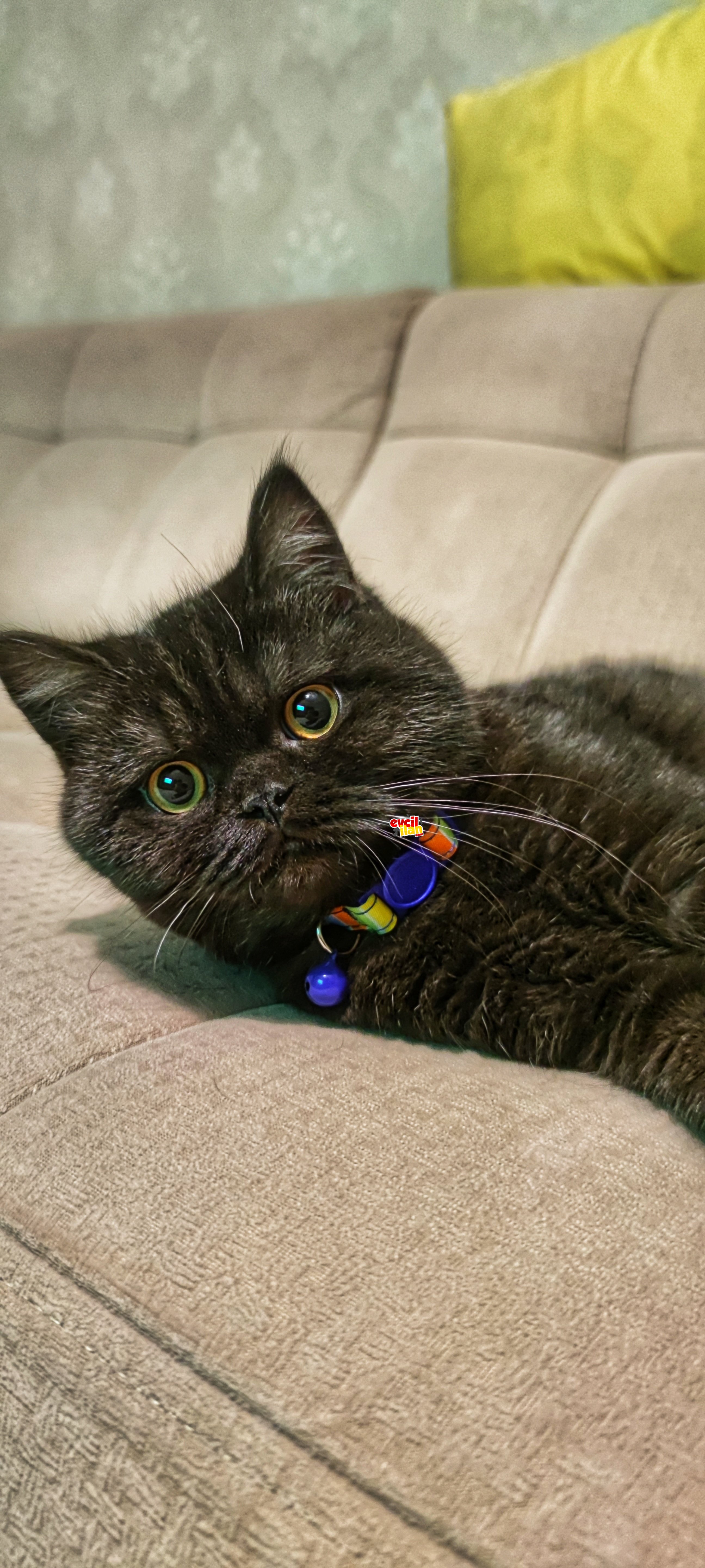 6 aylık british shorthair erkek yavru