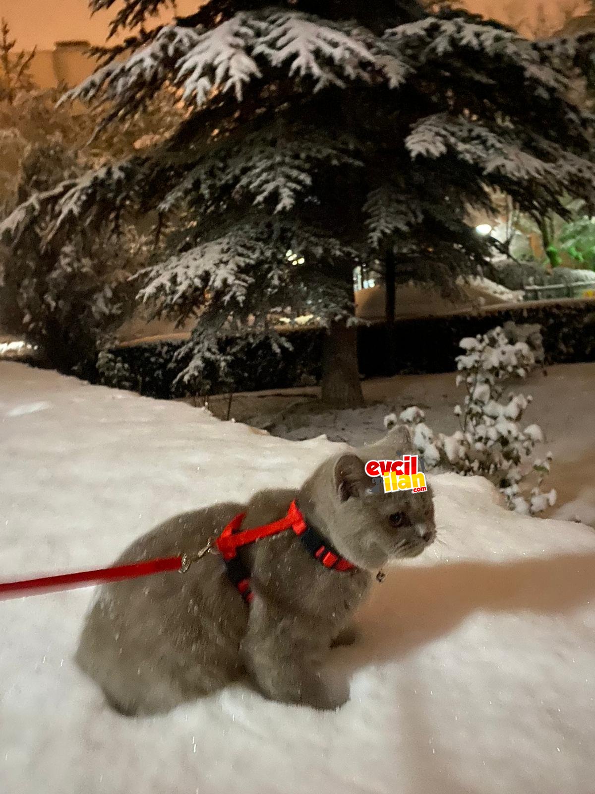 6 aylık British shorthair 