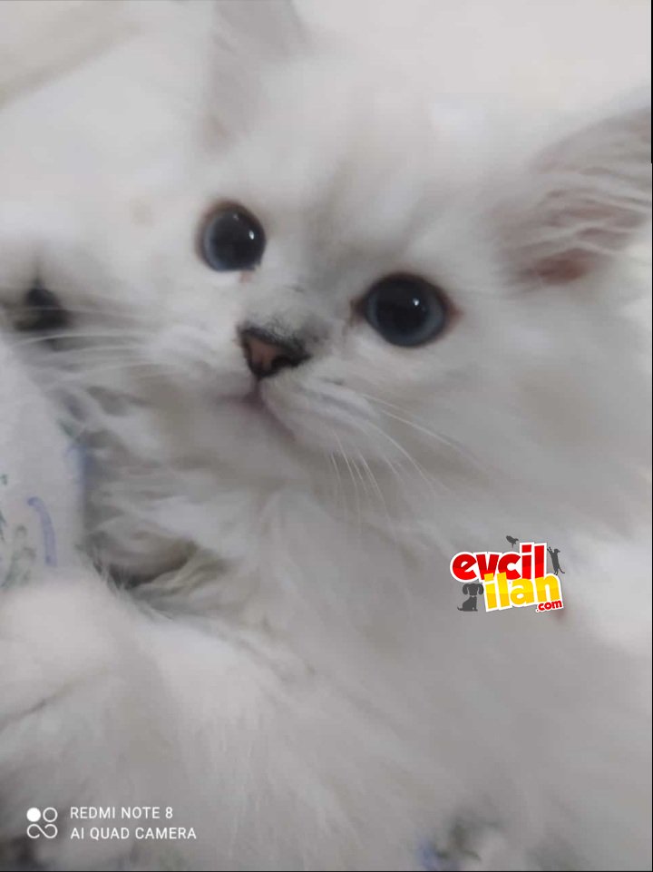 6 aylık british shorthair