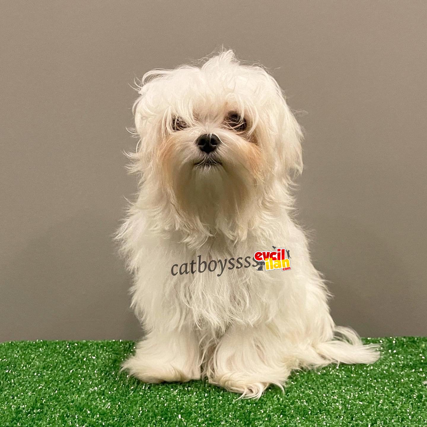 6 aylık dişi 1600 gram mini maltese terrier yavrumuz 