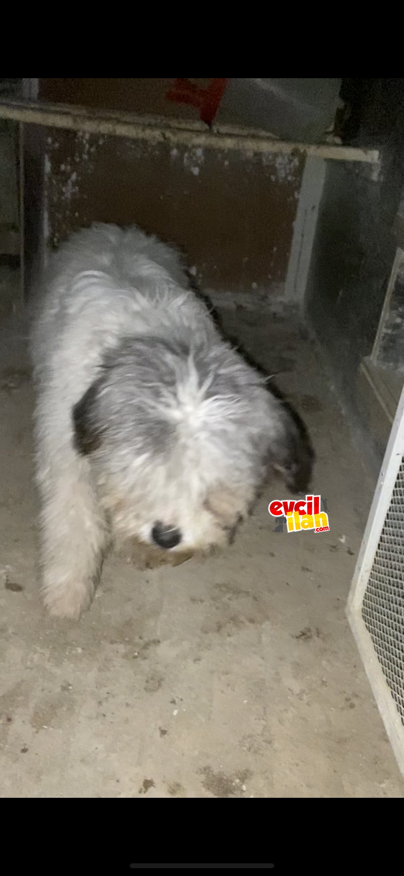6 Aylık Dişi Apricot toy poodle 