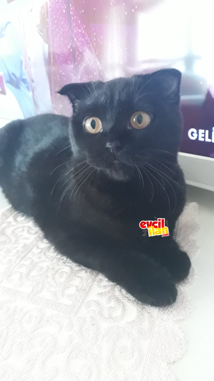 9 dişi kedi