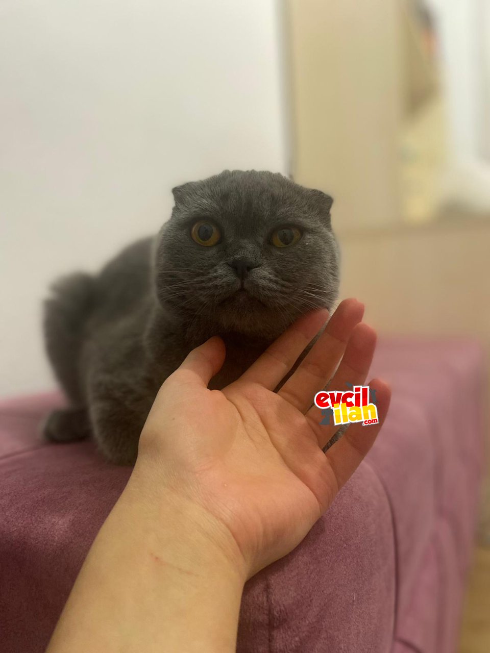 6 aylık erkek kedi , oyuncu, çabuk uyum sağlar