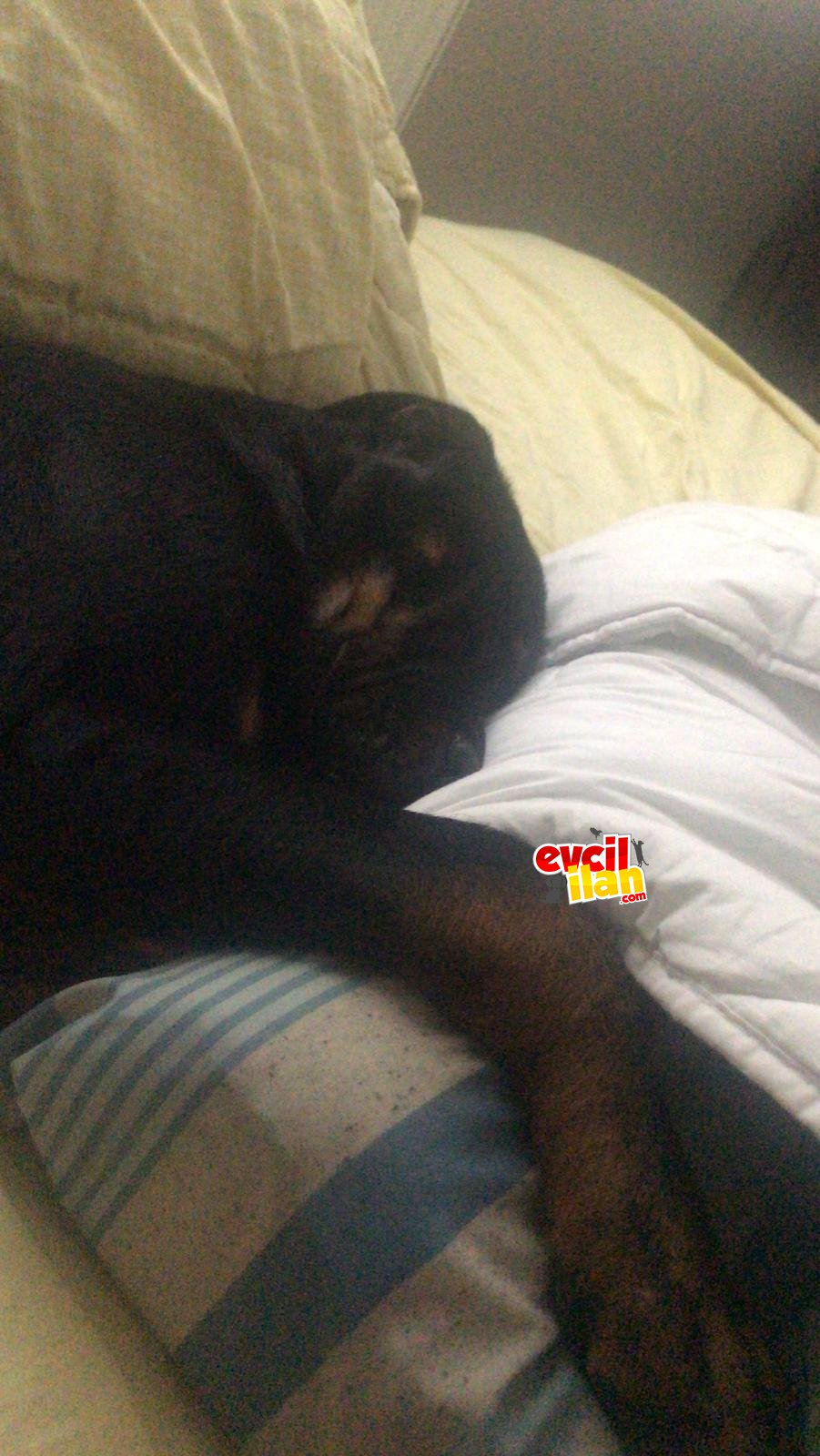 6 Aylık erkek sosyal rottweiler