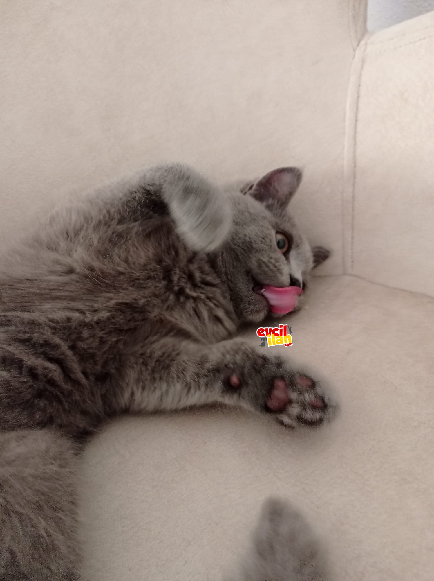 6 AYLIK SAFKAN BRİTİSH SHORTHAİR