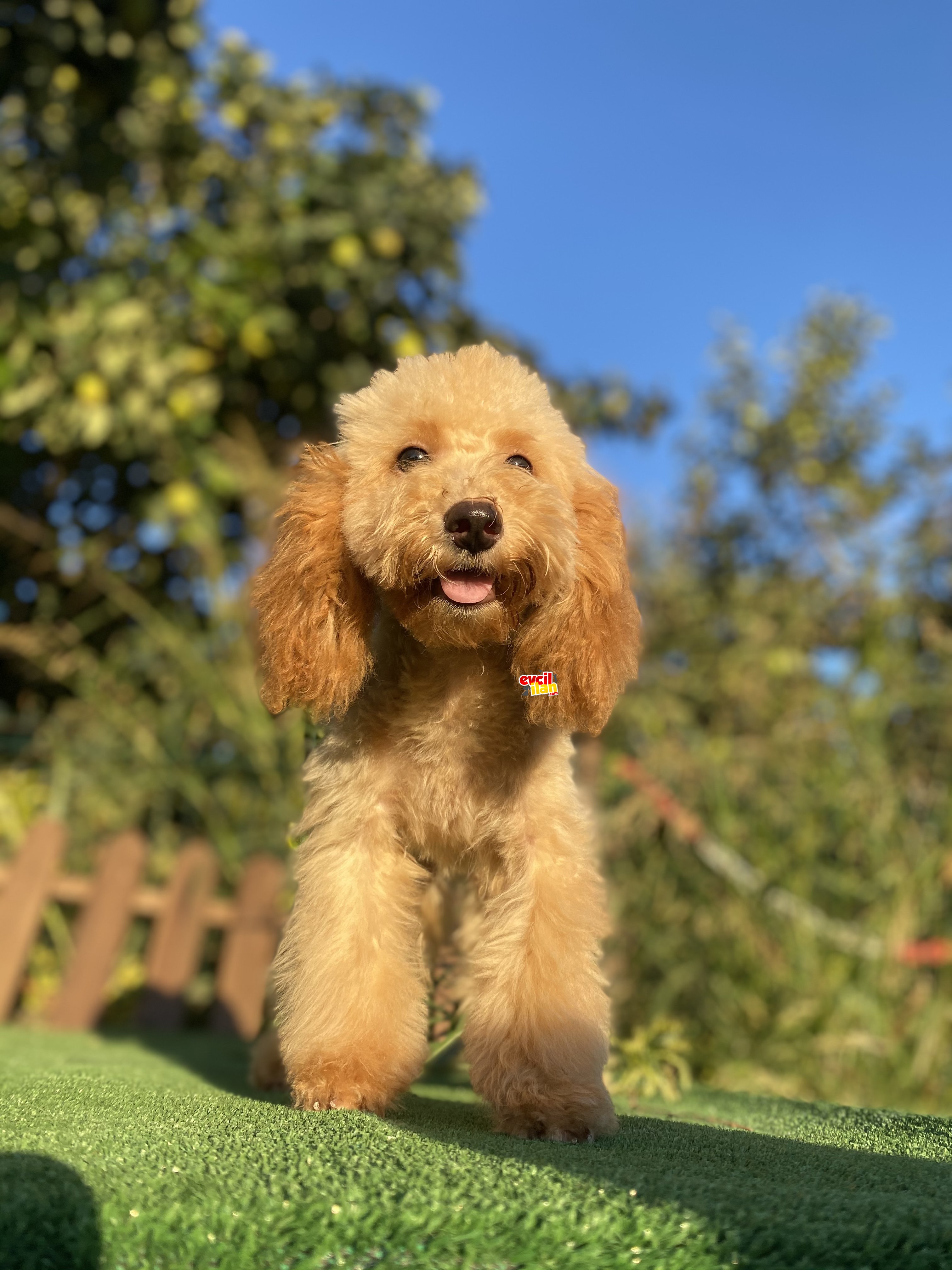 6 AYLIK TOY POODLE BEBEKLER 