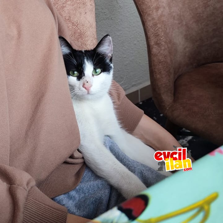 6 aylık yuva arayan dişi kedimiz