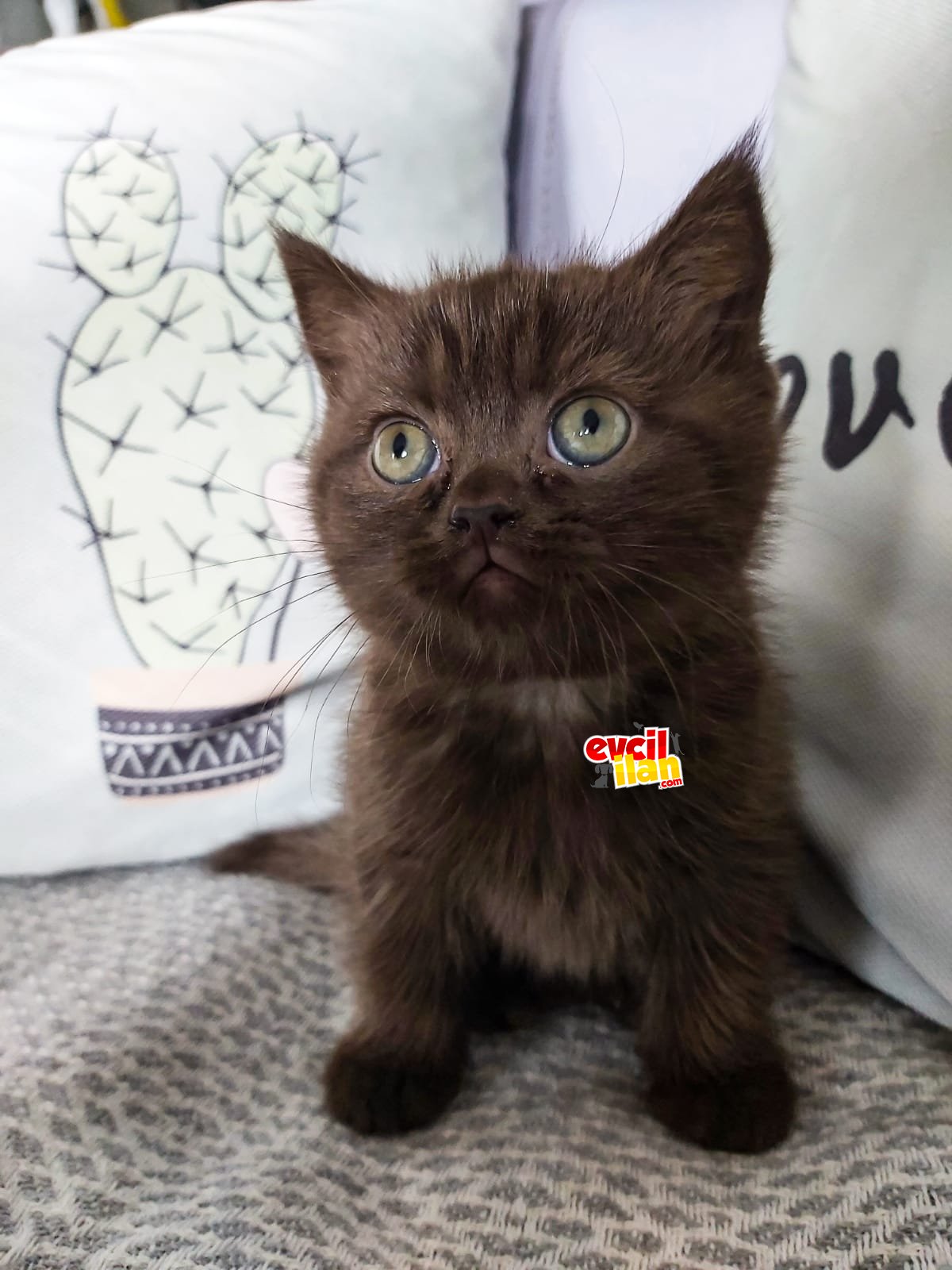 60 günlük british yavru 