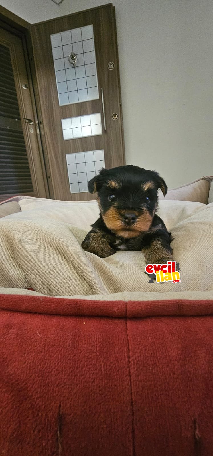 60 GÜNLÜK YAVRU DİŞİ TERRIER YORKSHIRE