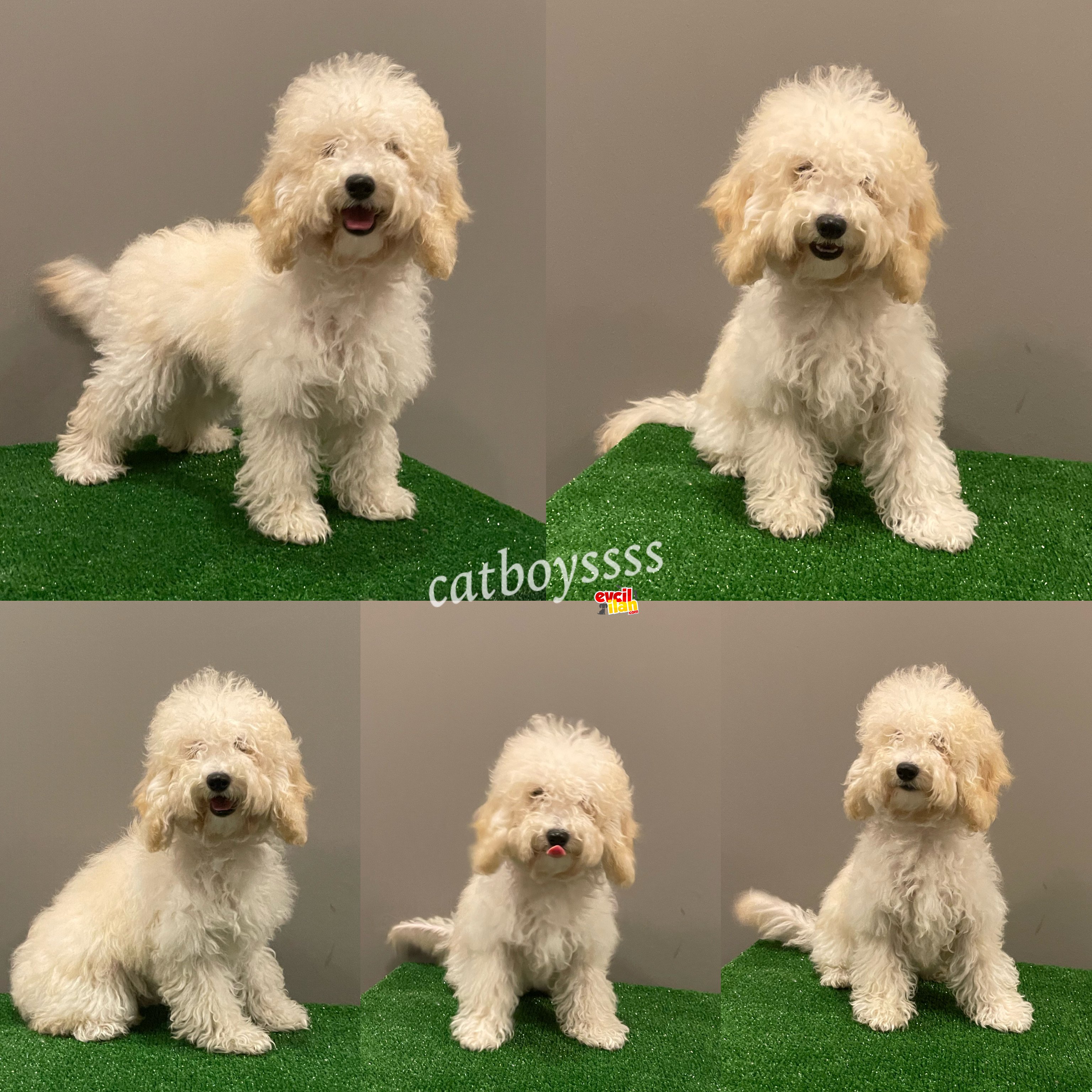 7 aylık dişi apricot poodle yavrumuz