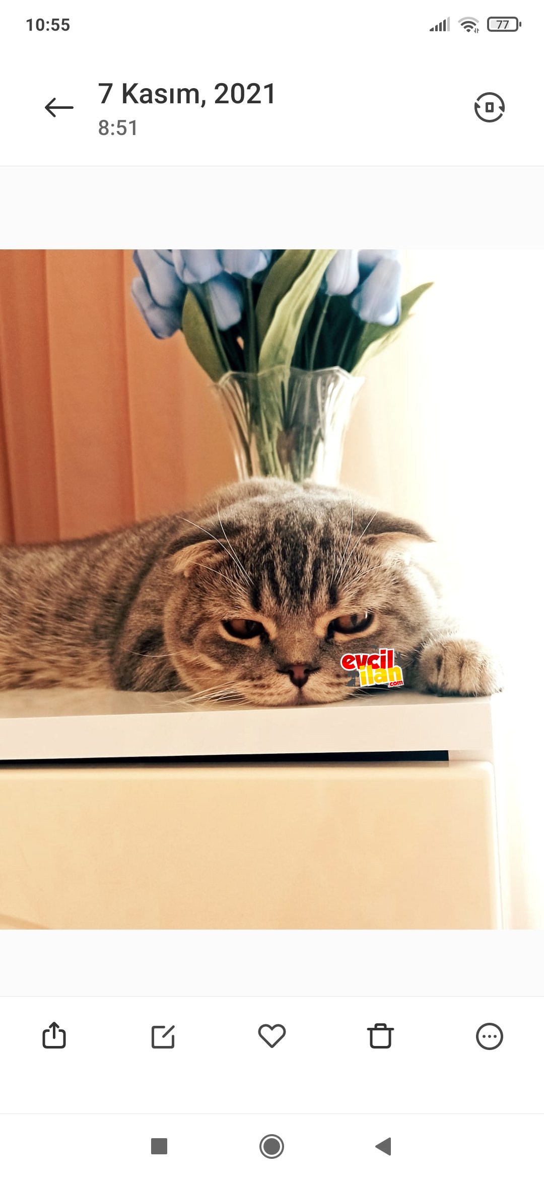 7 aylık erkek british shorthair