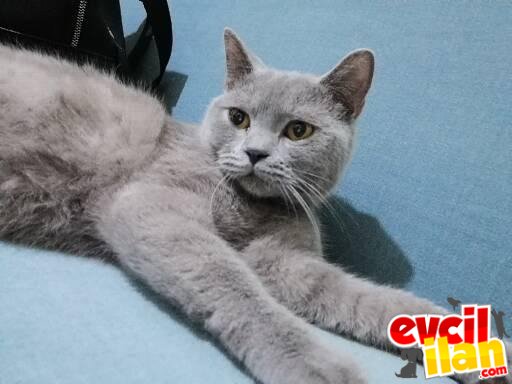 7 aylık erkek british Shorthair 